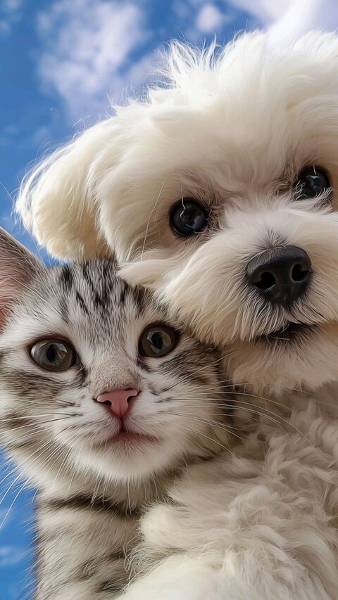 Image 79315 — Pets