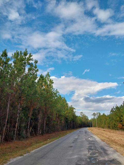 Rural Road Through Pine Forest
