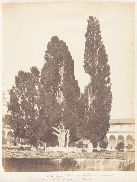 Old Cypress Trees in Rome Carthusian Convent