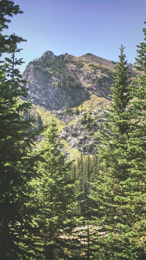 Rocky Mountain Forest View