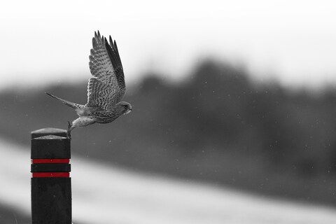 Kestrel Preparing for Takeoff
