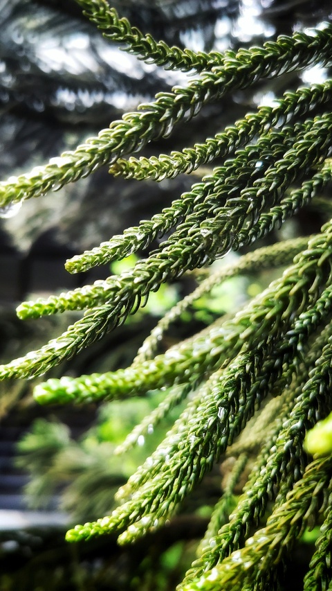 Close Up of Wet Conifer Branches