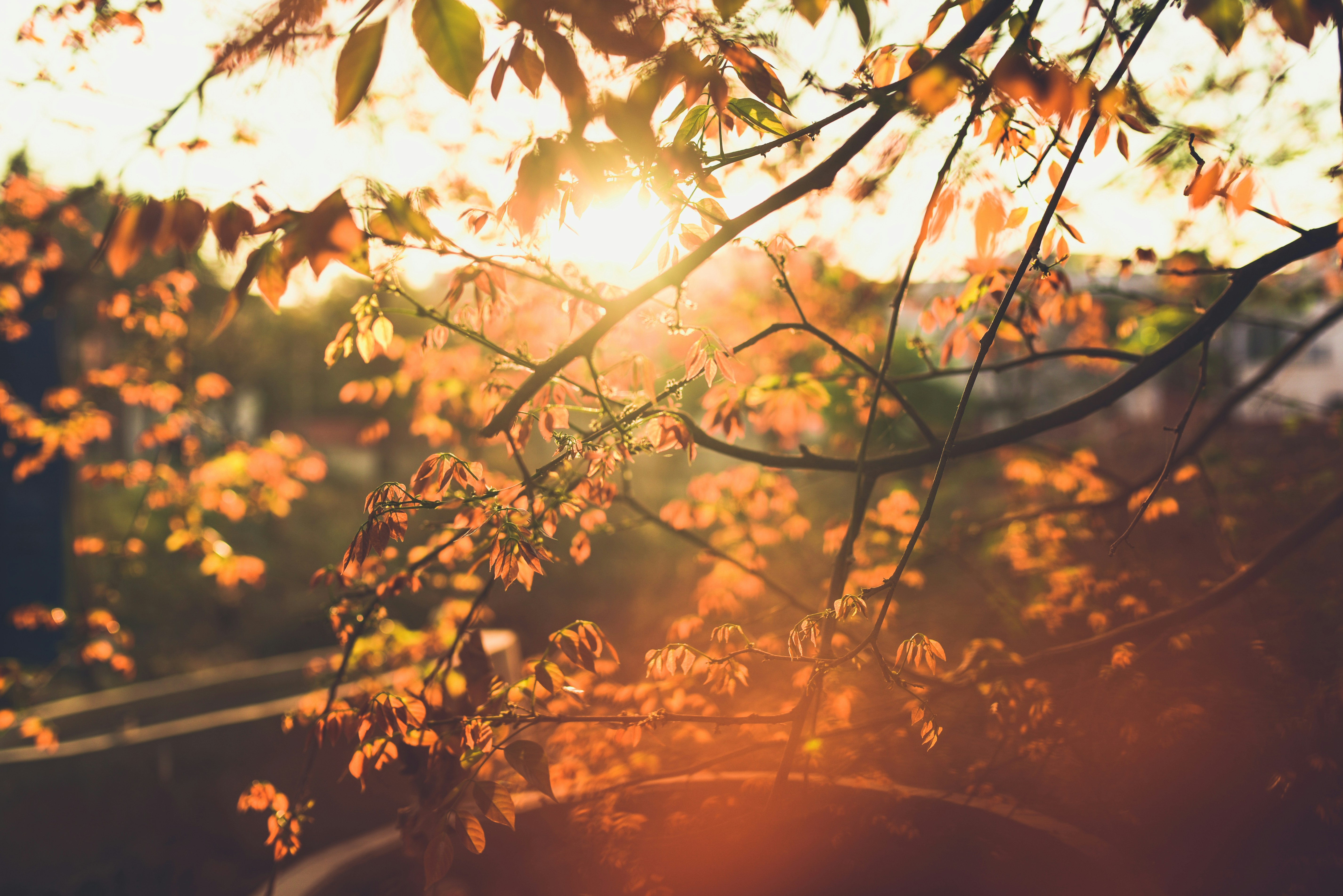 Sunset Light Through Tree Foliage