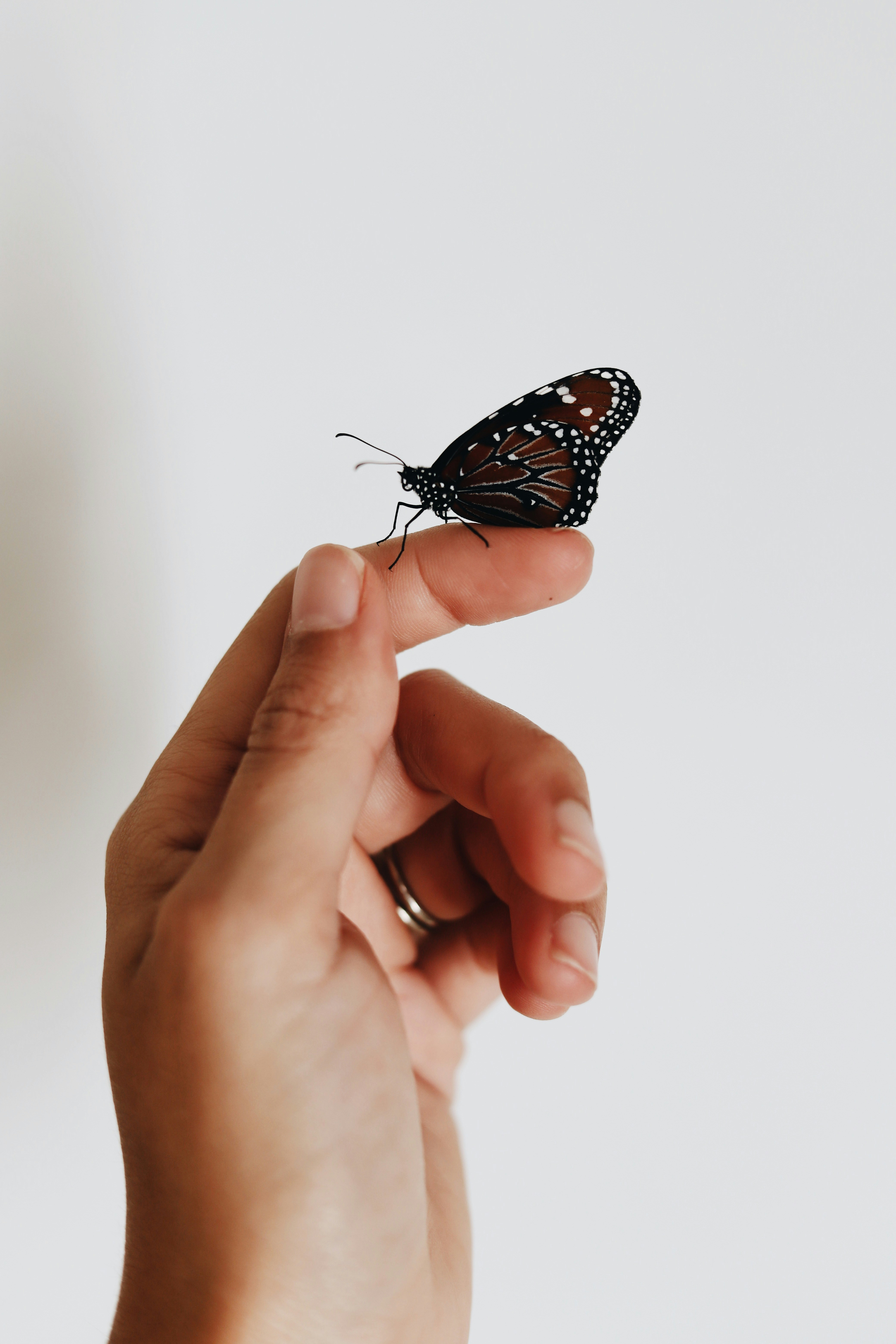 Butterfly Resting on Human Finger