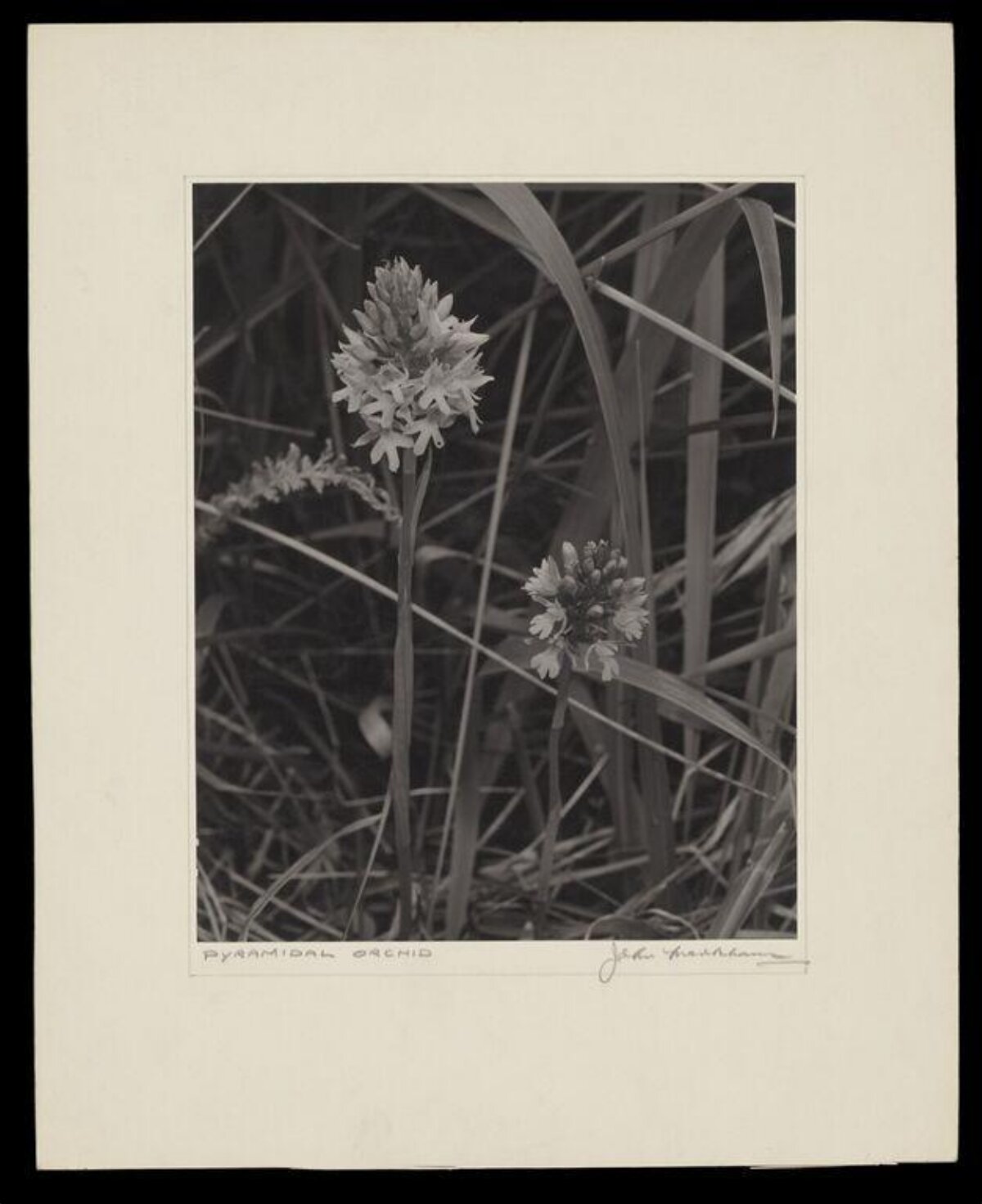 Black and White Pyramidal Orchid Photo