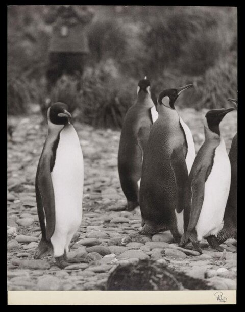 King Penguins on Pebble Shore