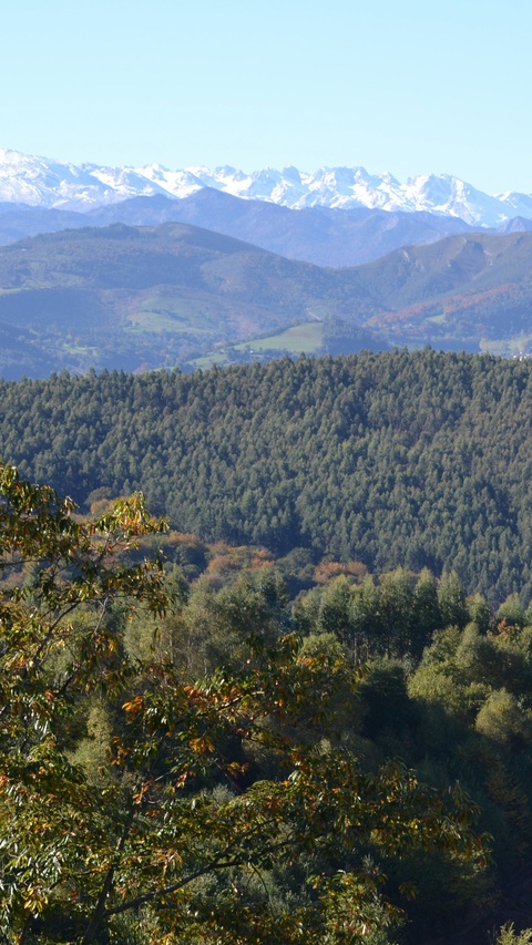 Snow Capped Peaks Forest Landscape