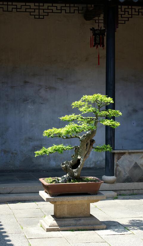 Bonsai Tree in Chinese Garden