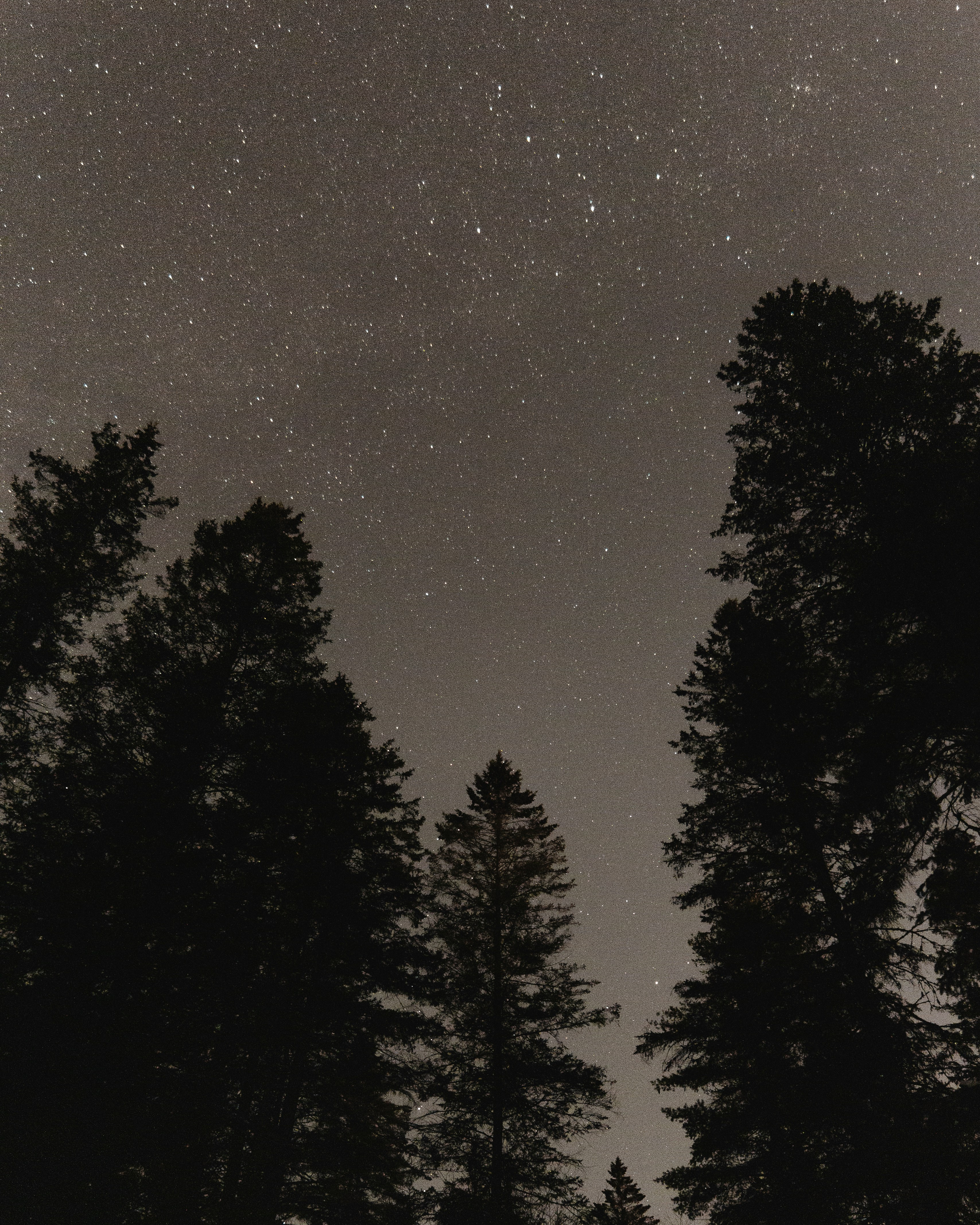 Starry Sky Over Pine Forest