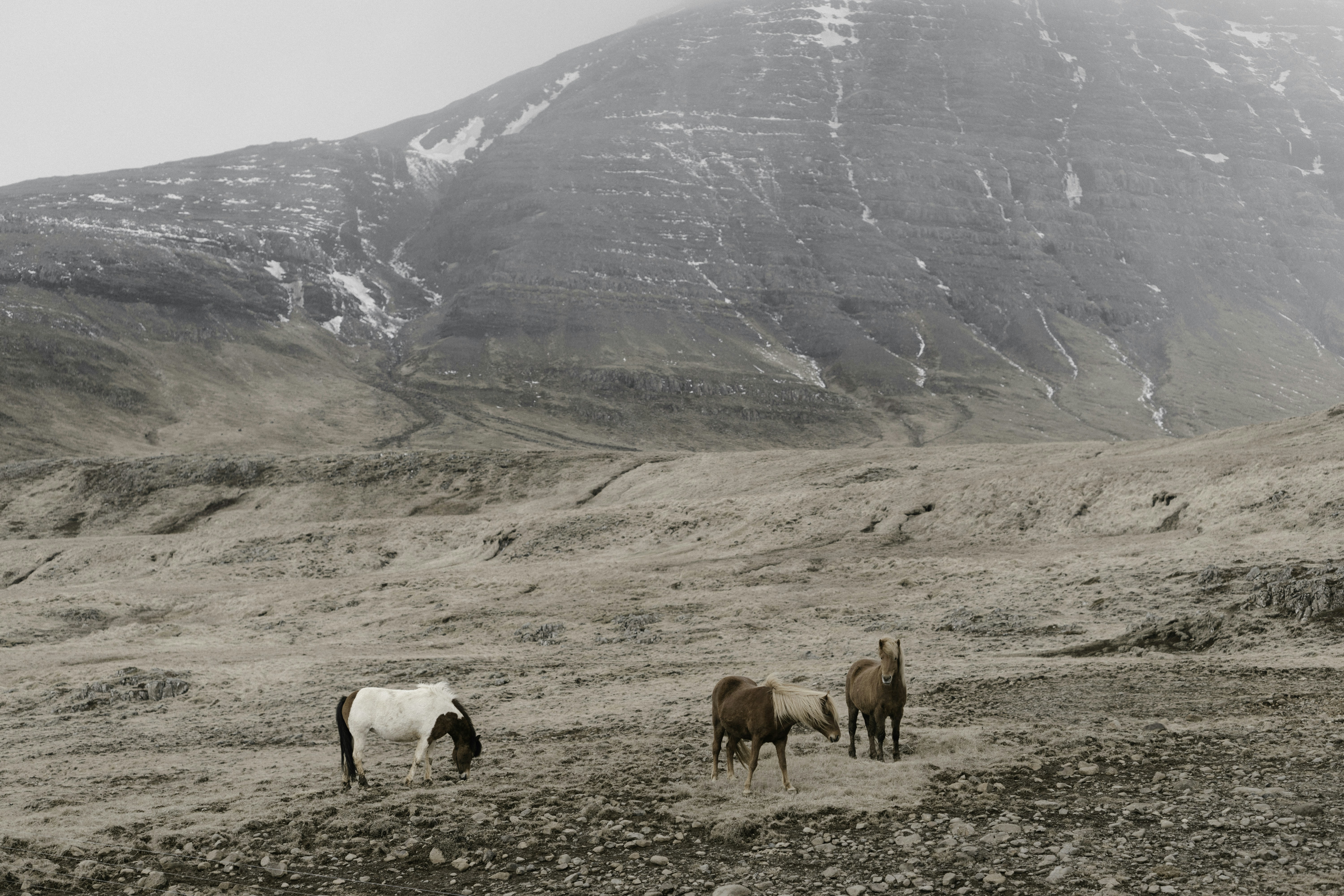 Three Horses in Mountain Wilderness