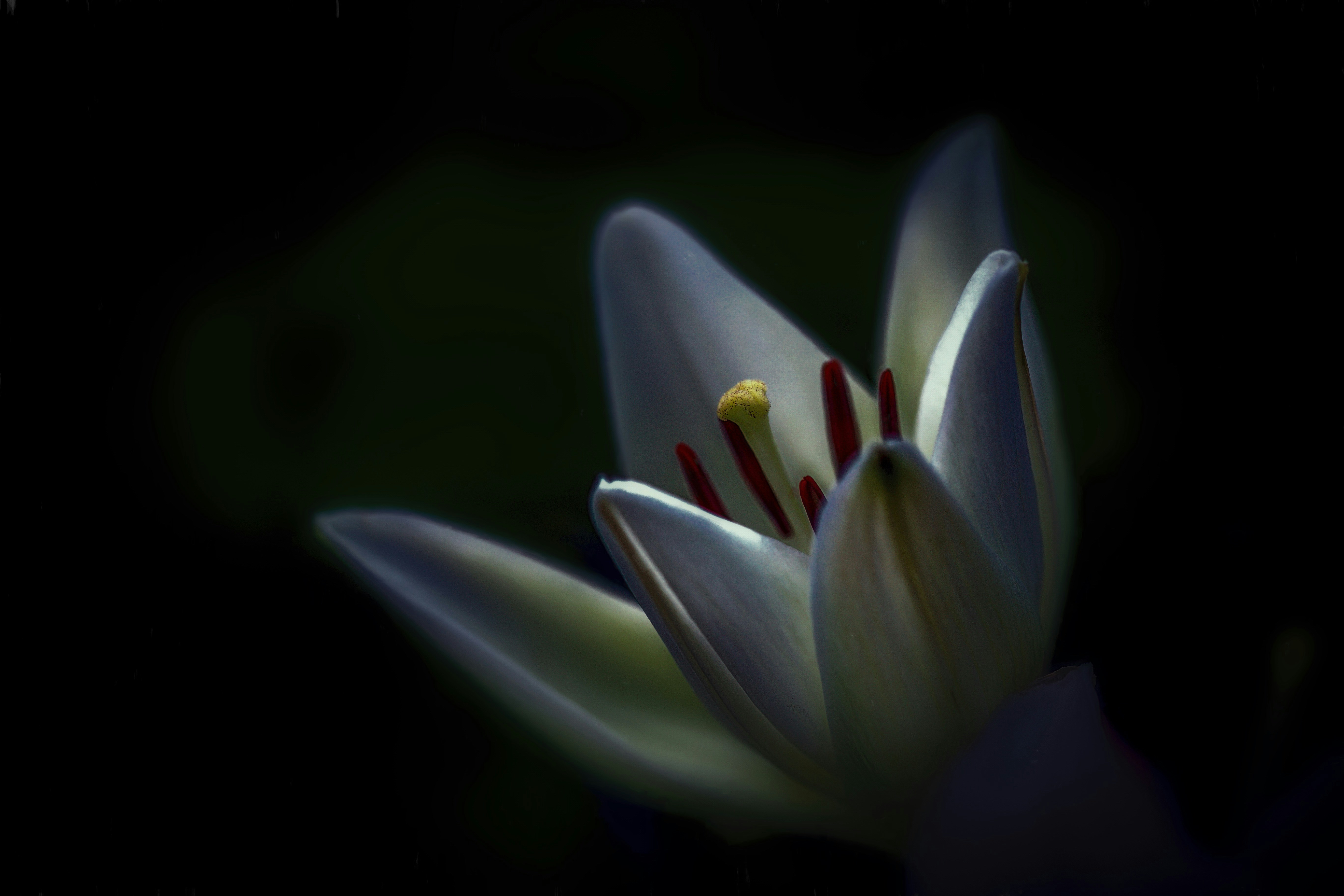 Close-up of White Lily Bloom — Plant Encyclopedia