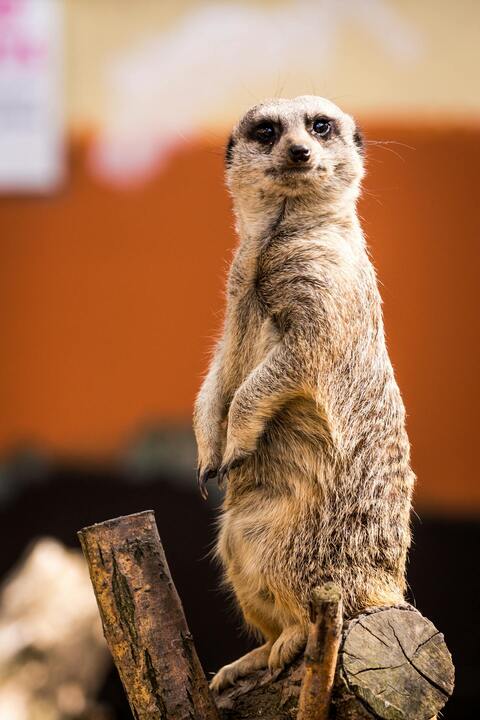 Meerkat Standing on Log