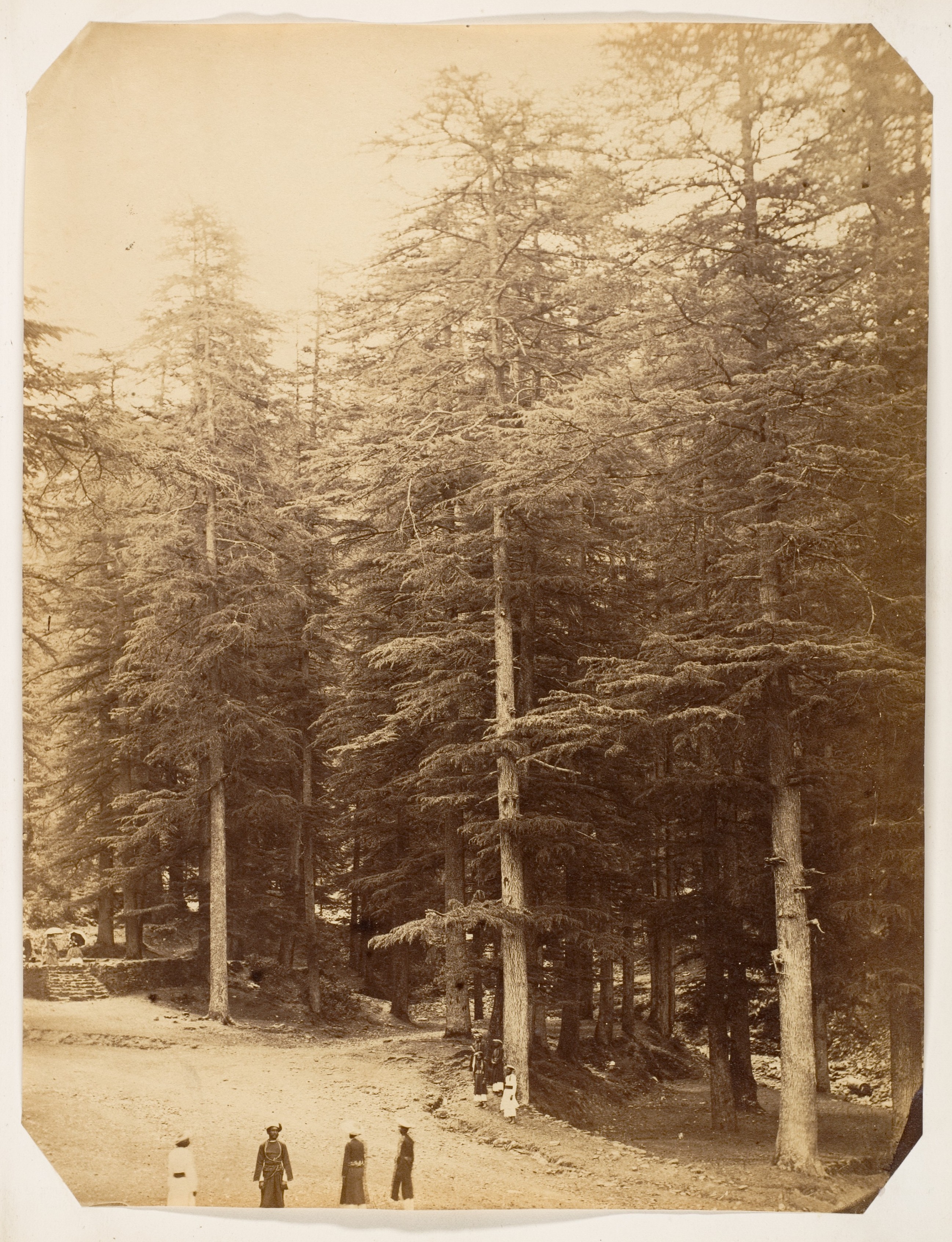 Vintage Cedar Forest Scene