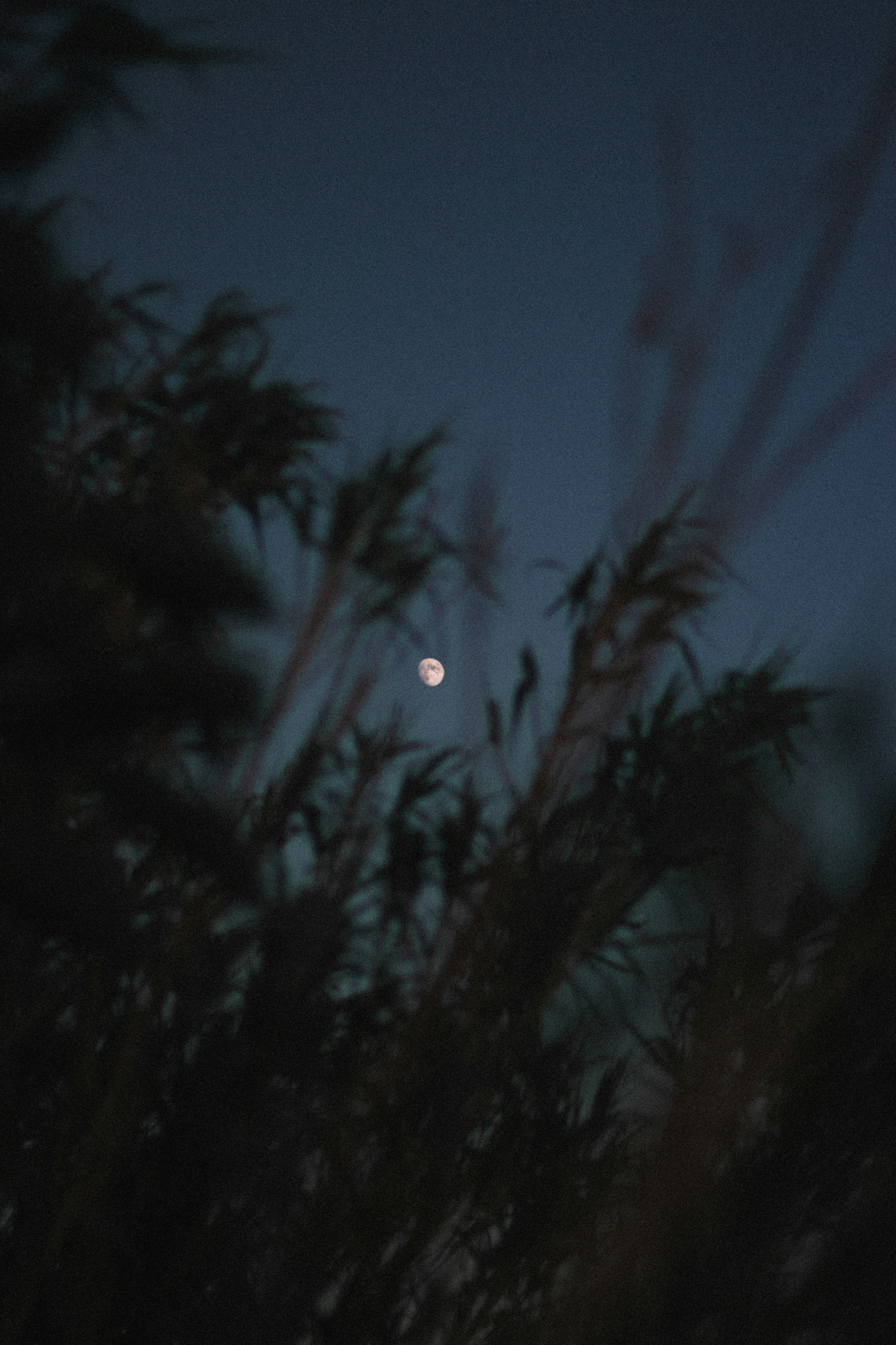 Moon Through Reeds At Night
