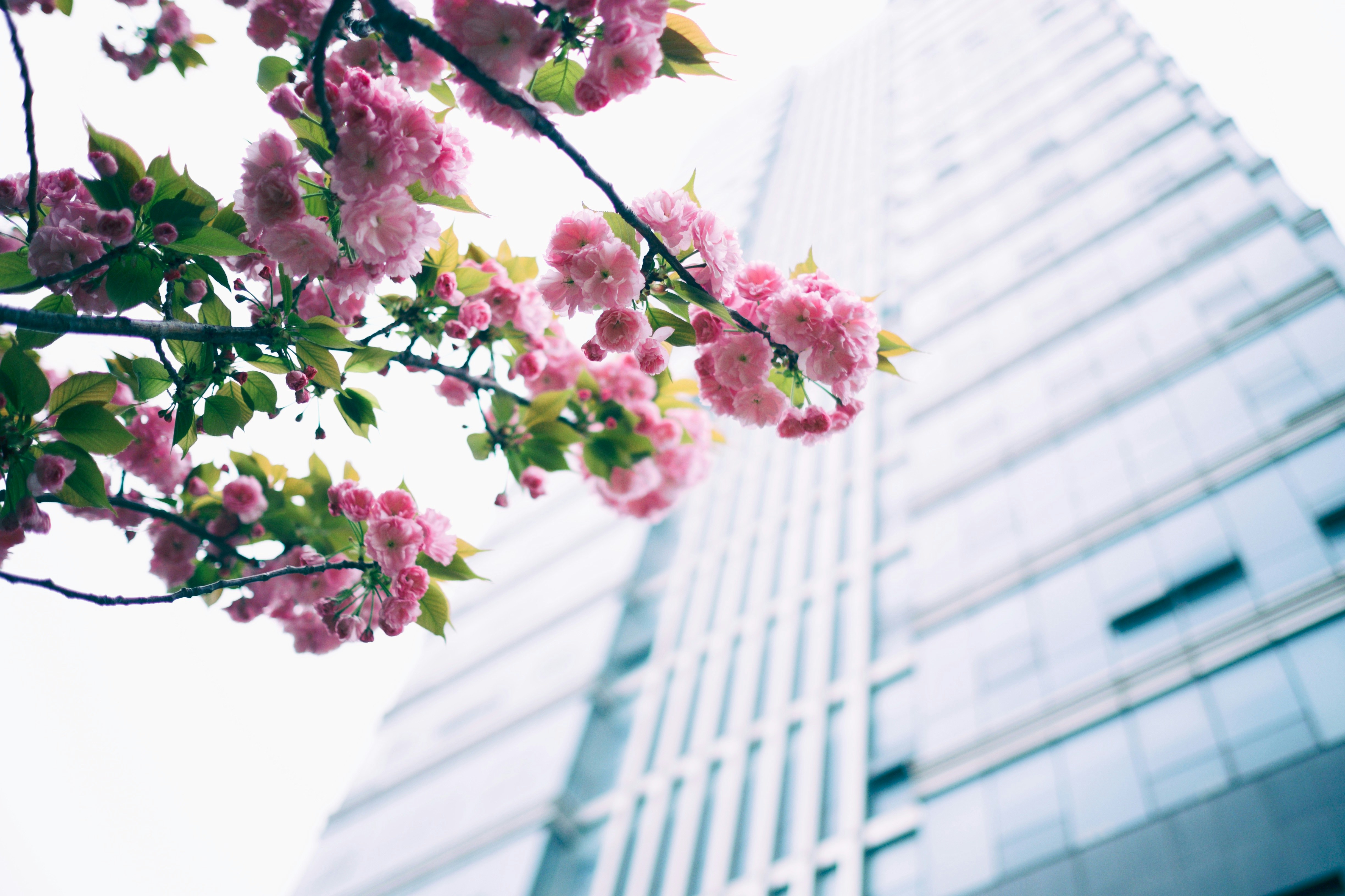 Cherry Blossoms in Front of Skyscraper