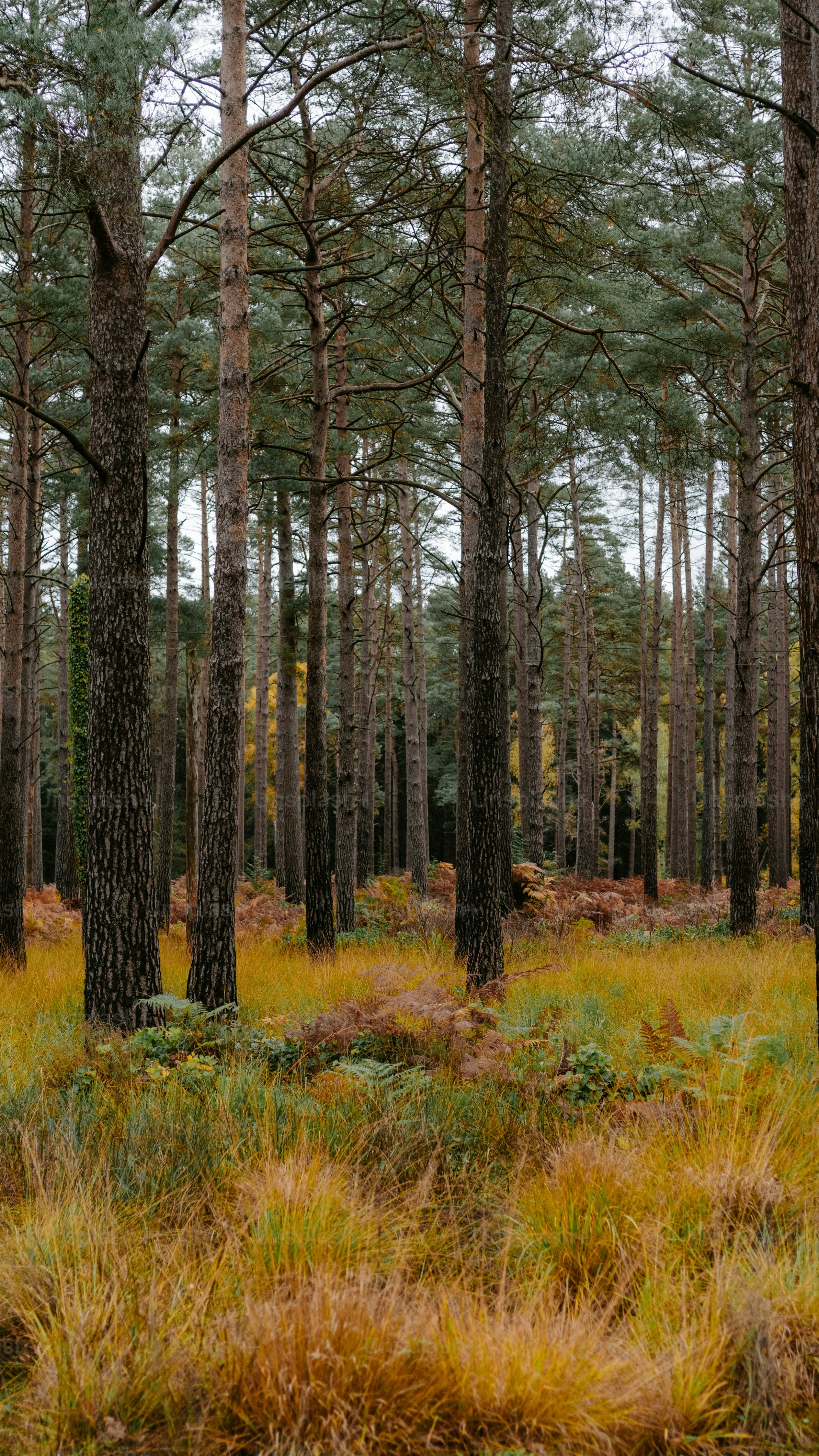 Autumn Pine Forest Landscape