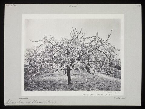 Cherry Tree in Bloom Vintage Photo