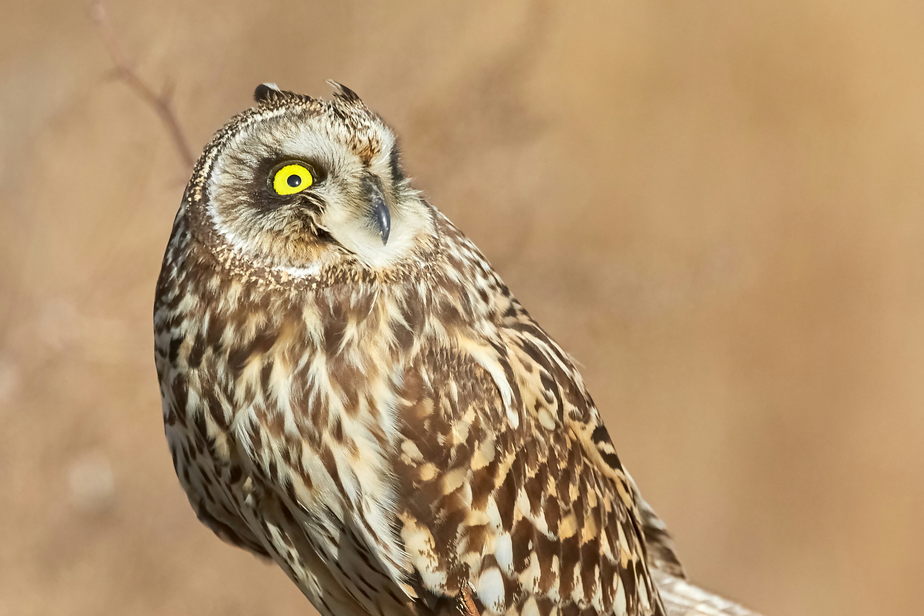 Close-up of a Short-eared Owl