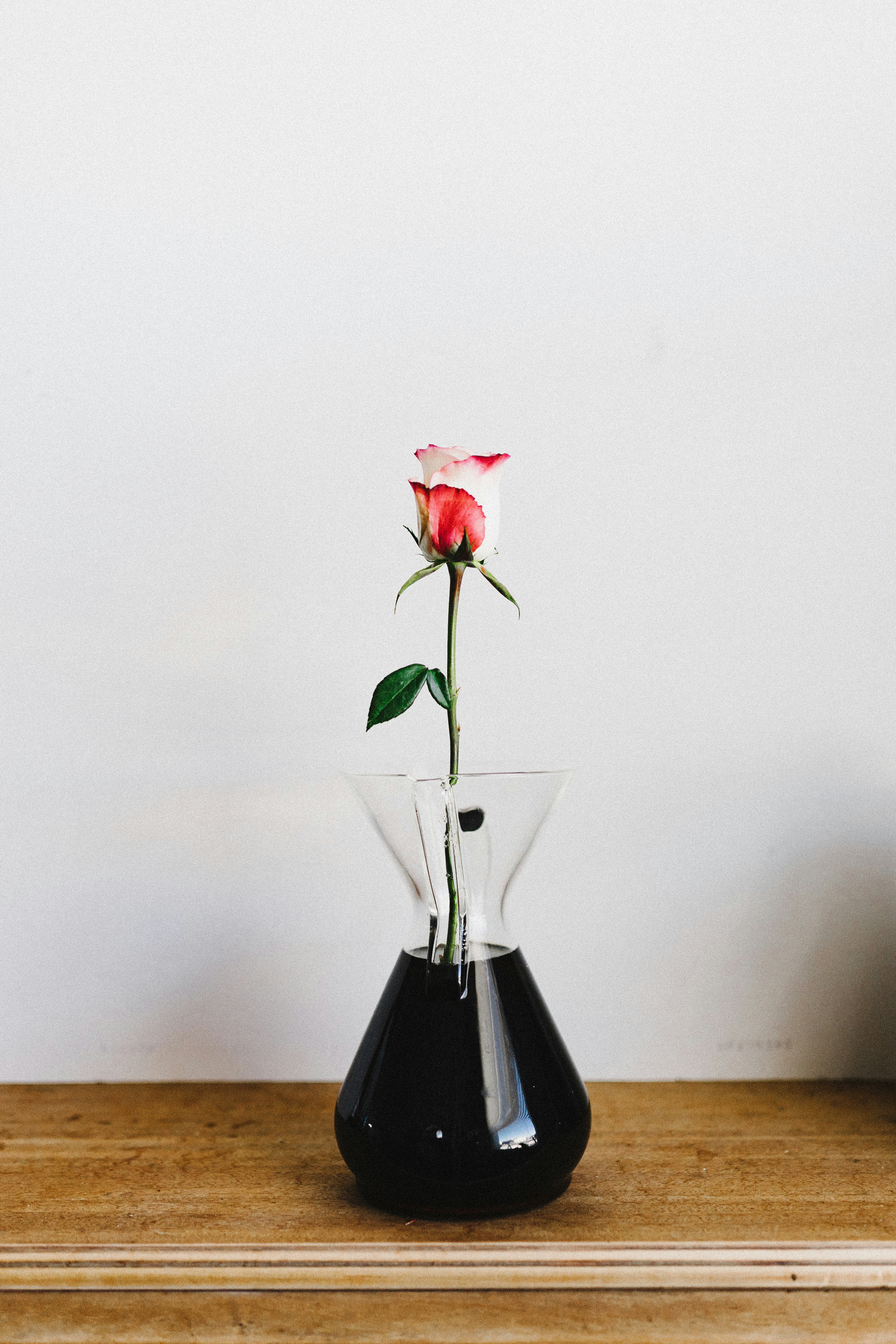 Single Rose in Glass Pitcher