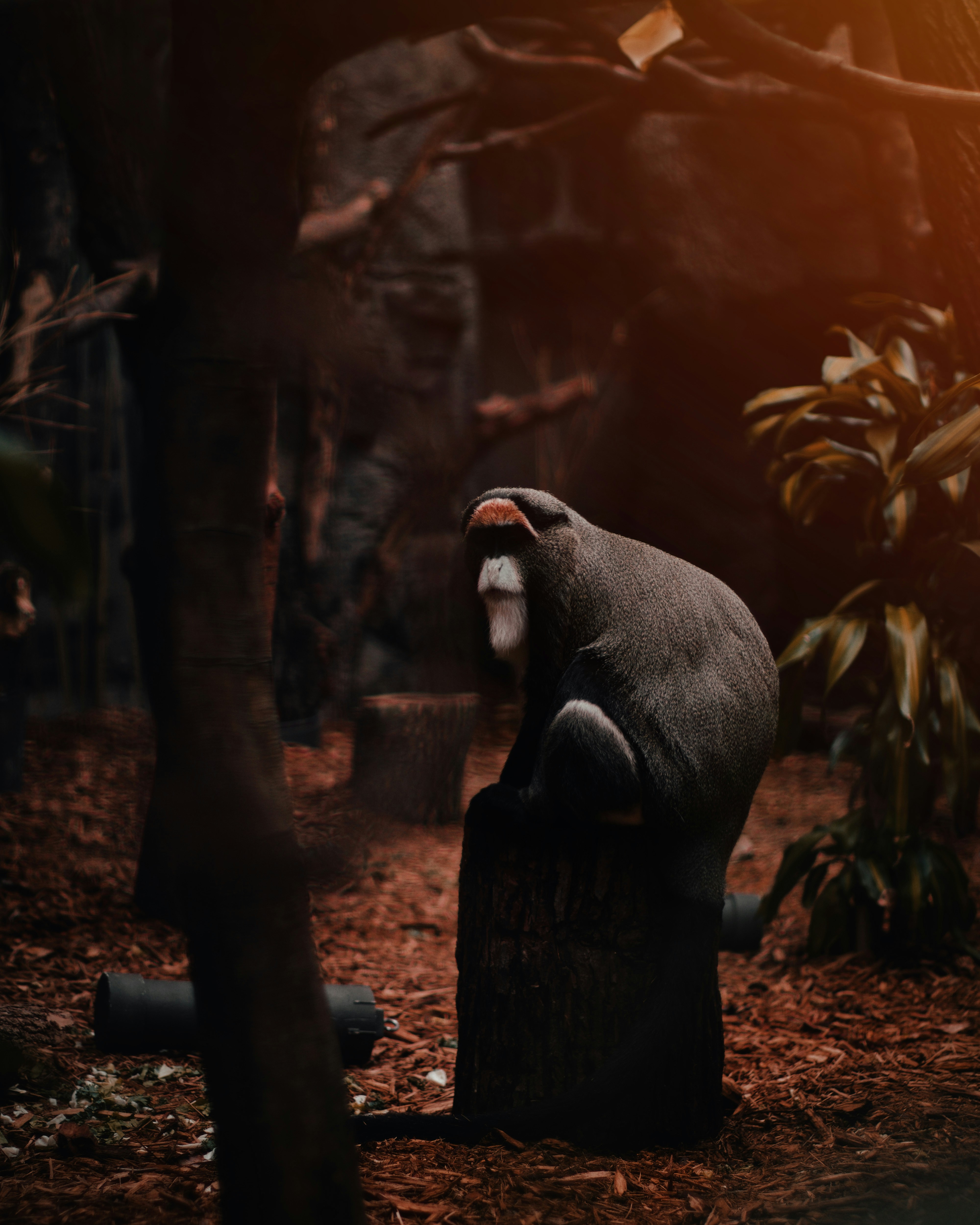 De Brazza's Monkey on Tree Stump