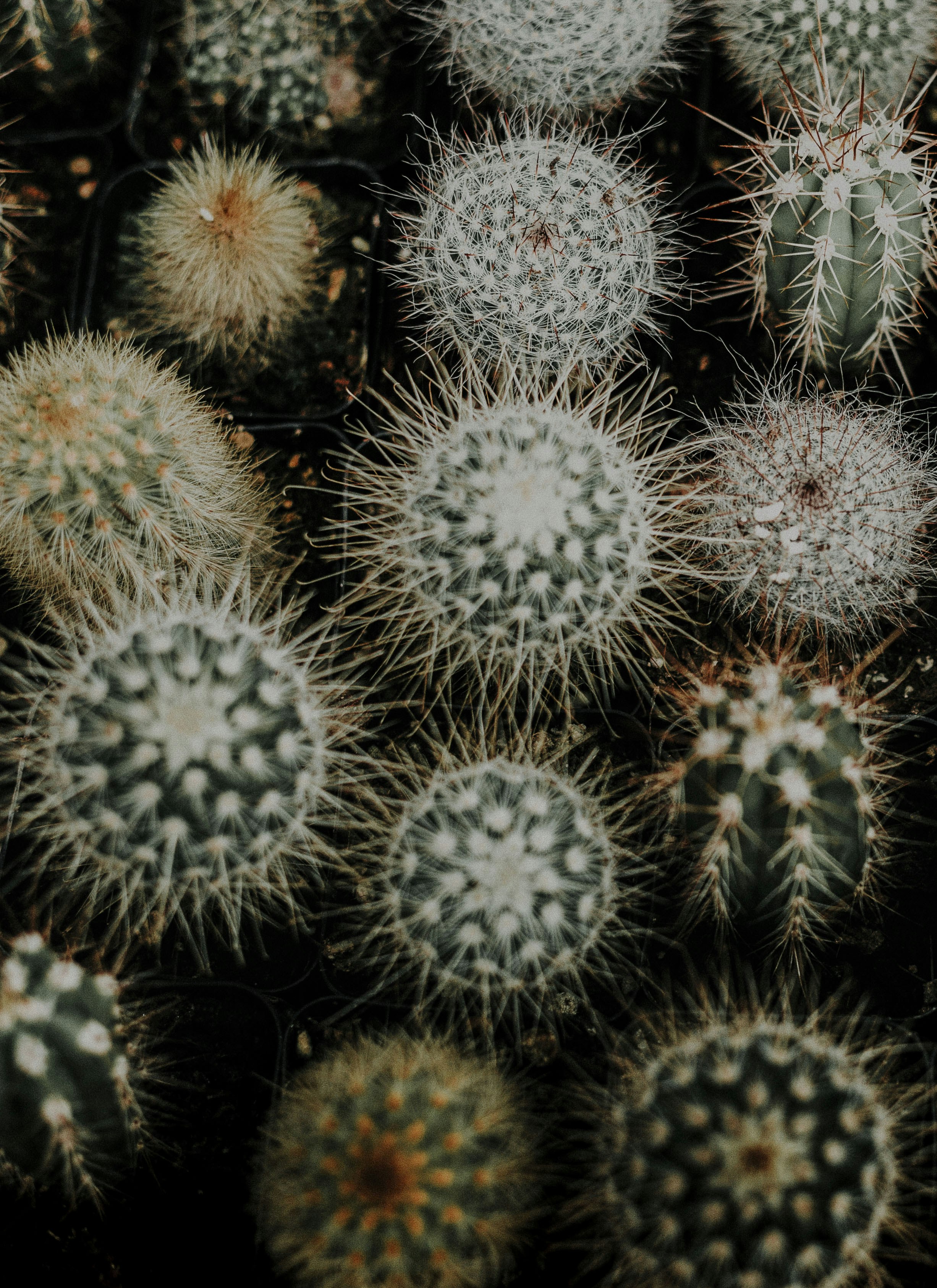 Close-up of Cacti Collection