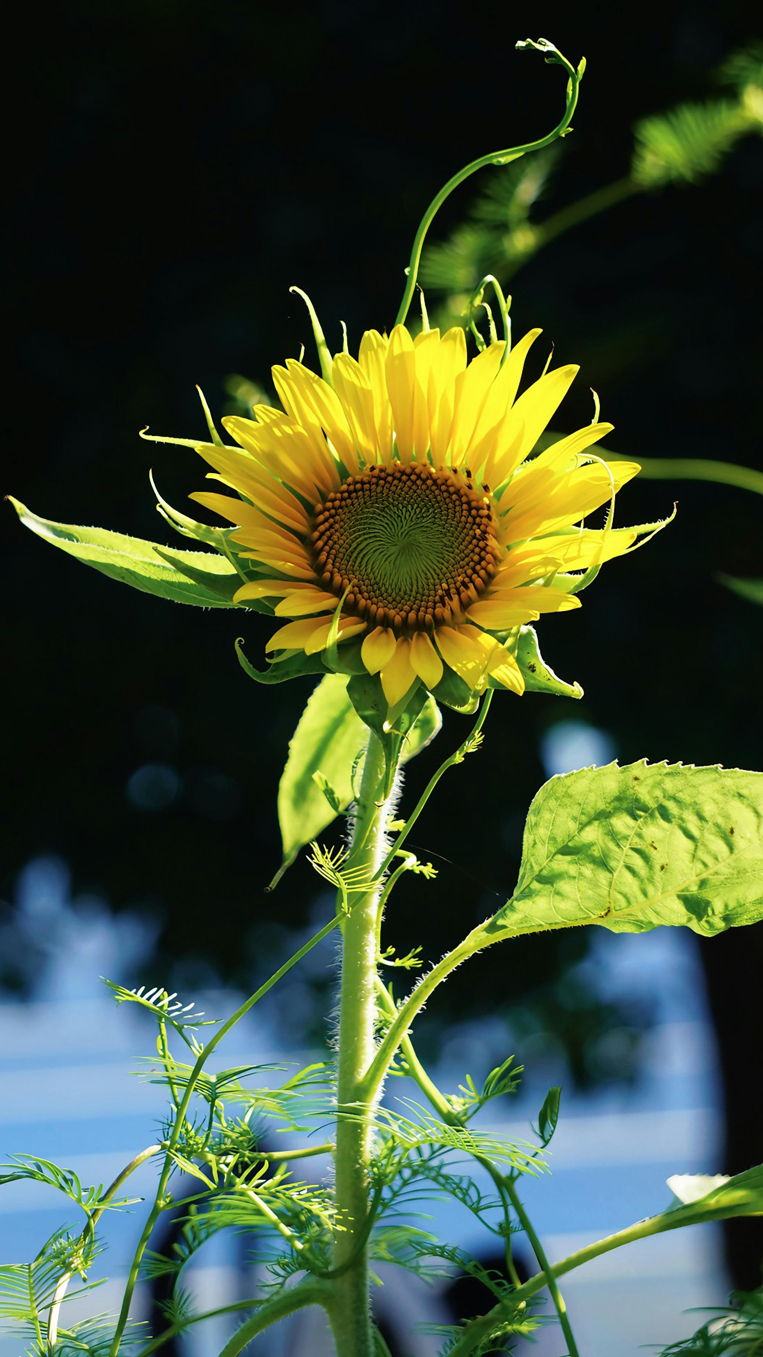 Sunflower in Bright Sunlight