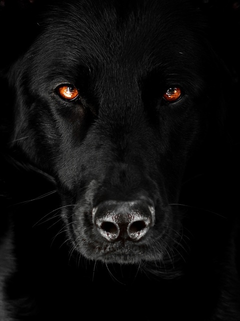 Close-up of Black Dog with Amber Eyes