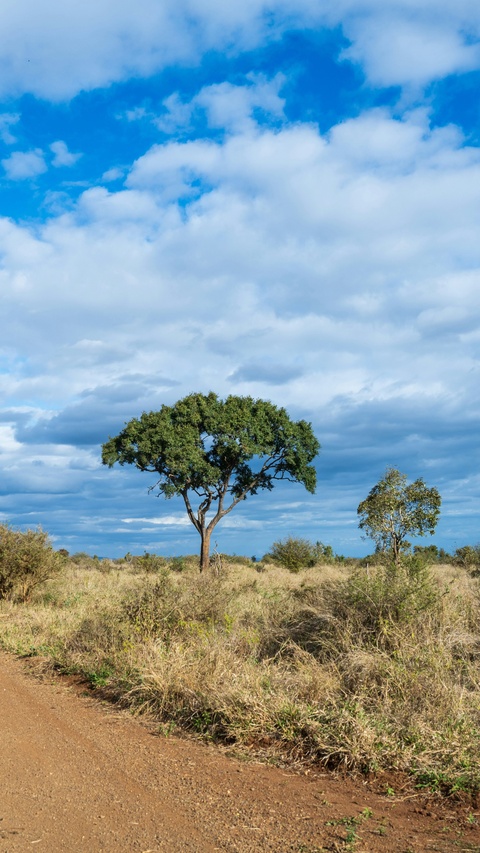 Acacia Tree on African Savanna