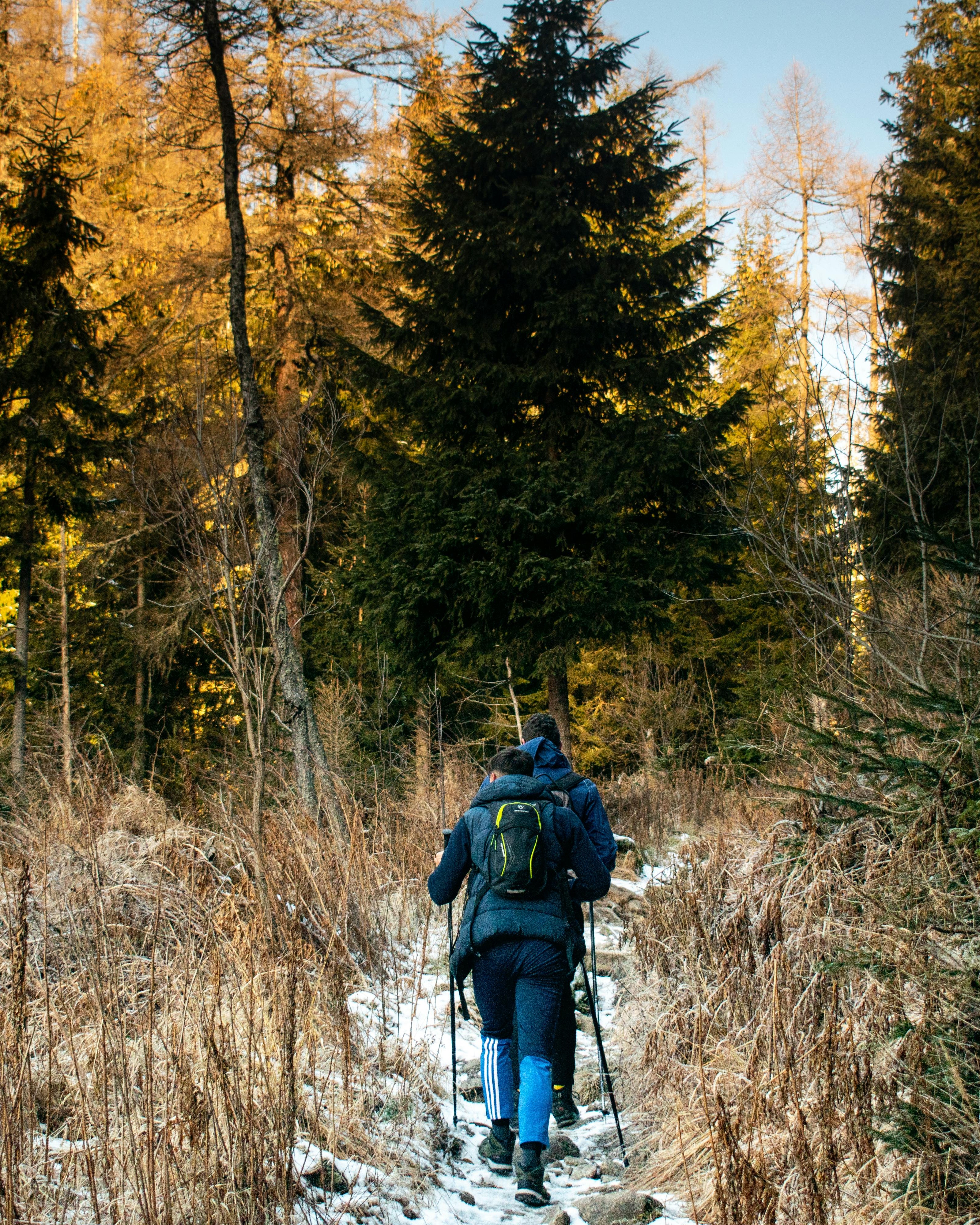 Two Hikers on Winter Forest Trail