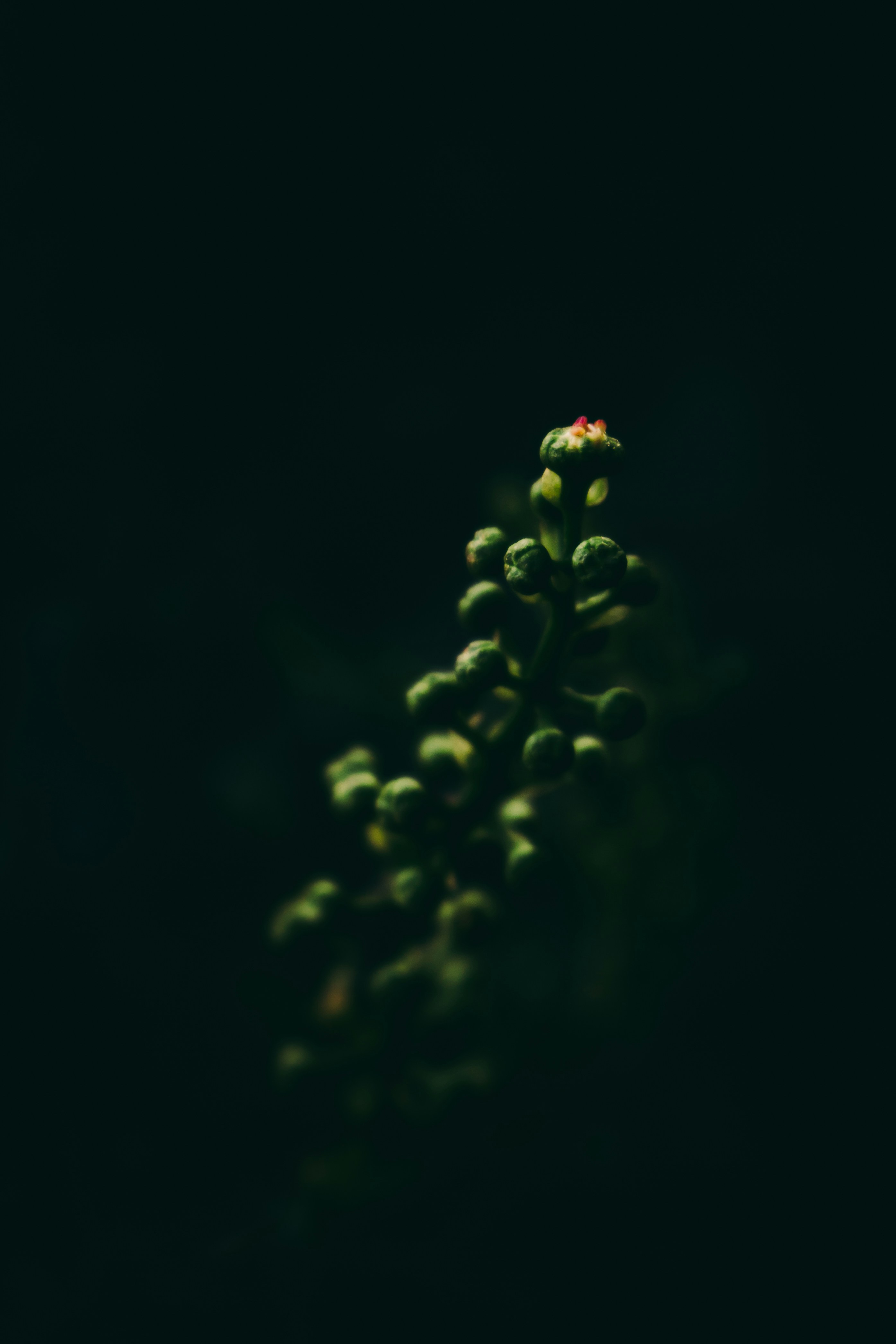 Green Flower Buds on Dark Background