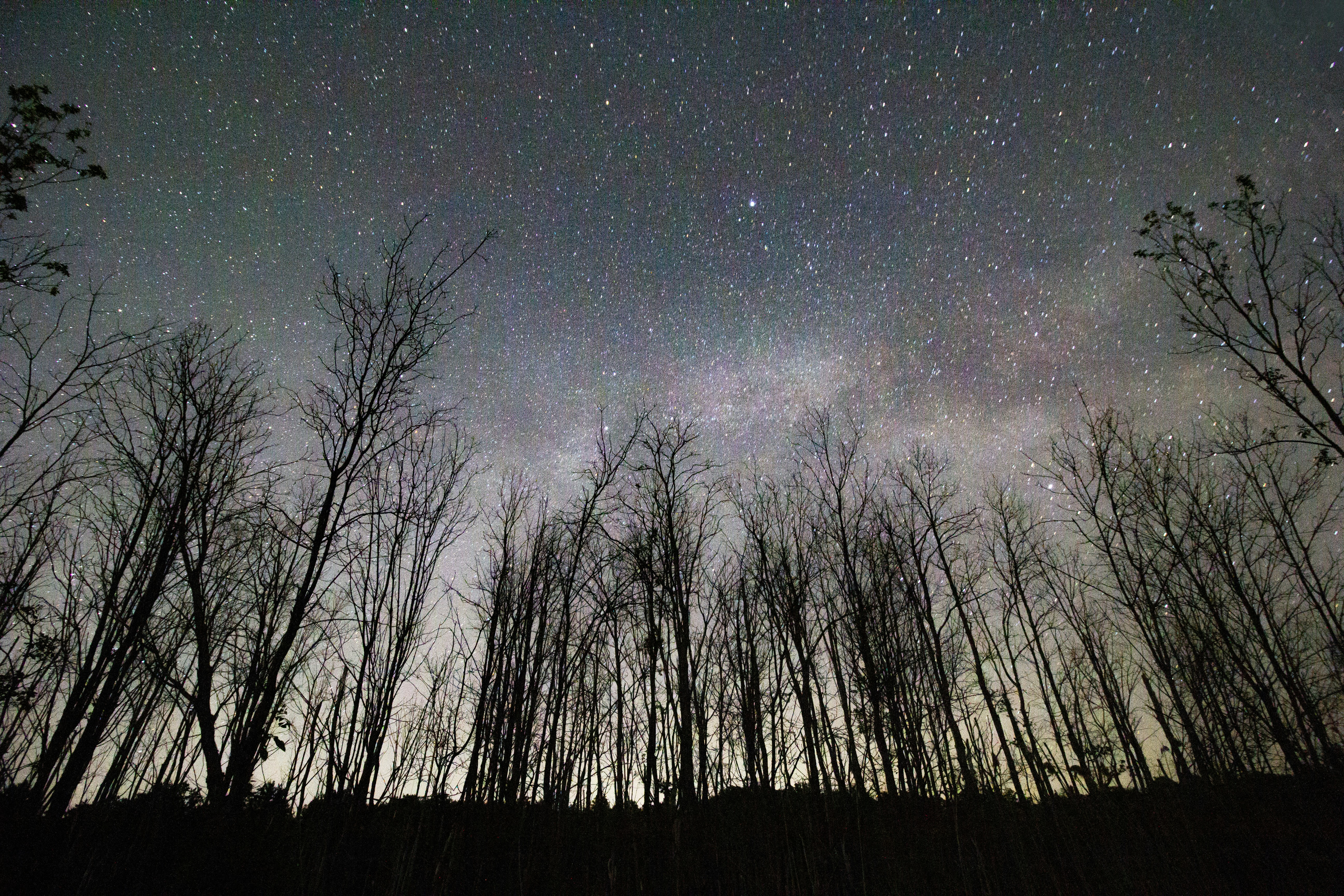 Forest Silhouettes Under Starry Night Sky