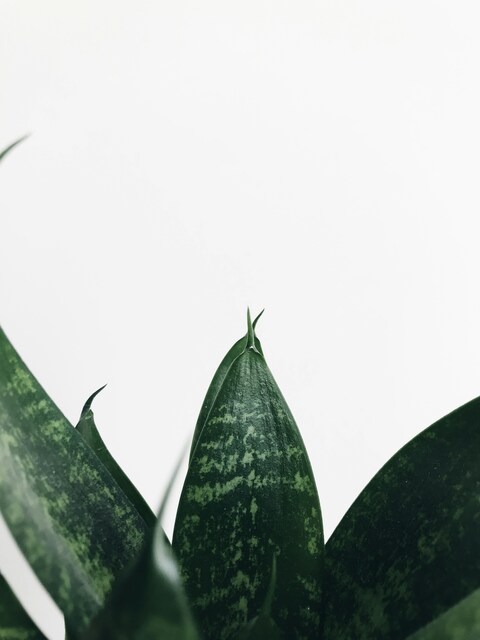 Snake Plant Leaves on White Background