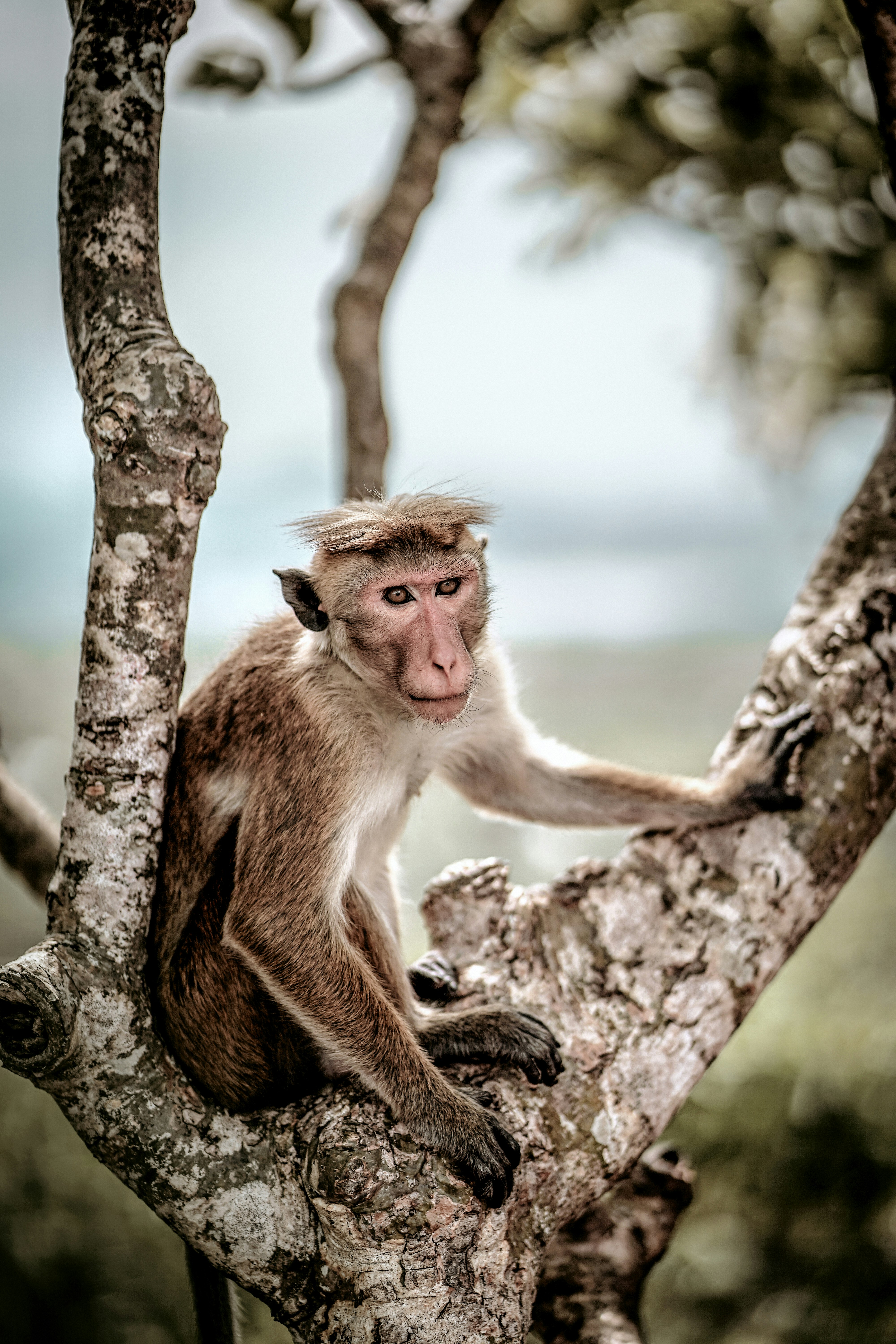 Macaque Monkey Resting on Tree Branch