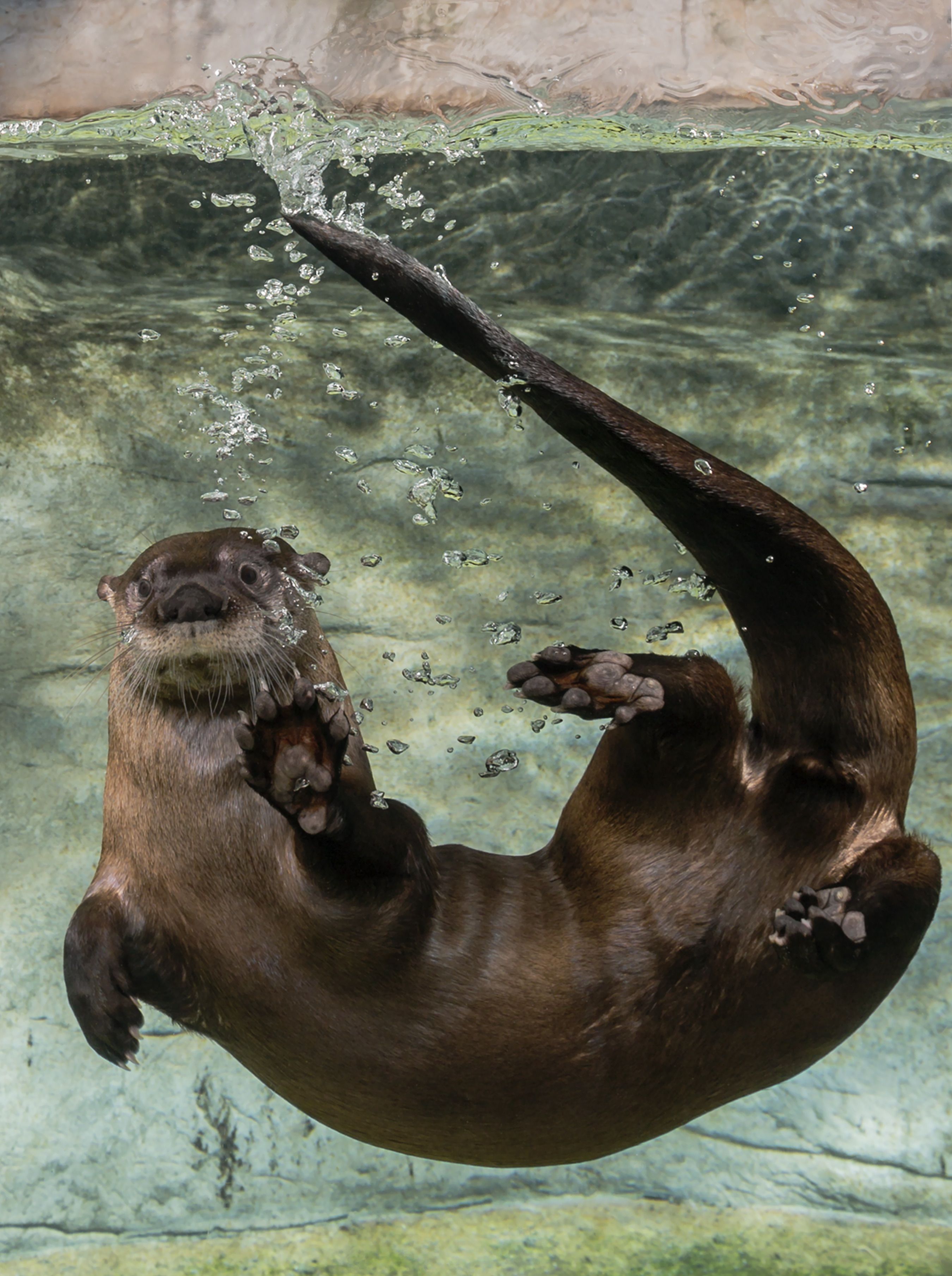 River Otter Swimming Underwater