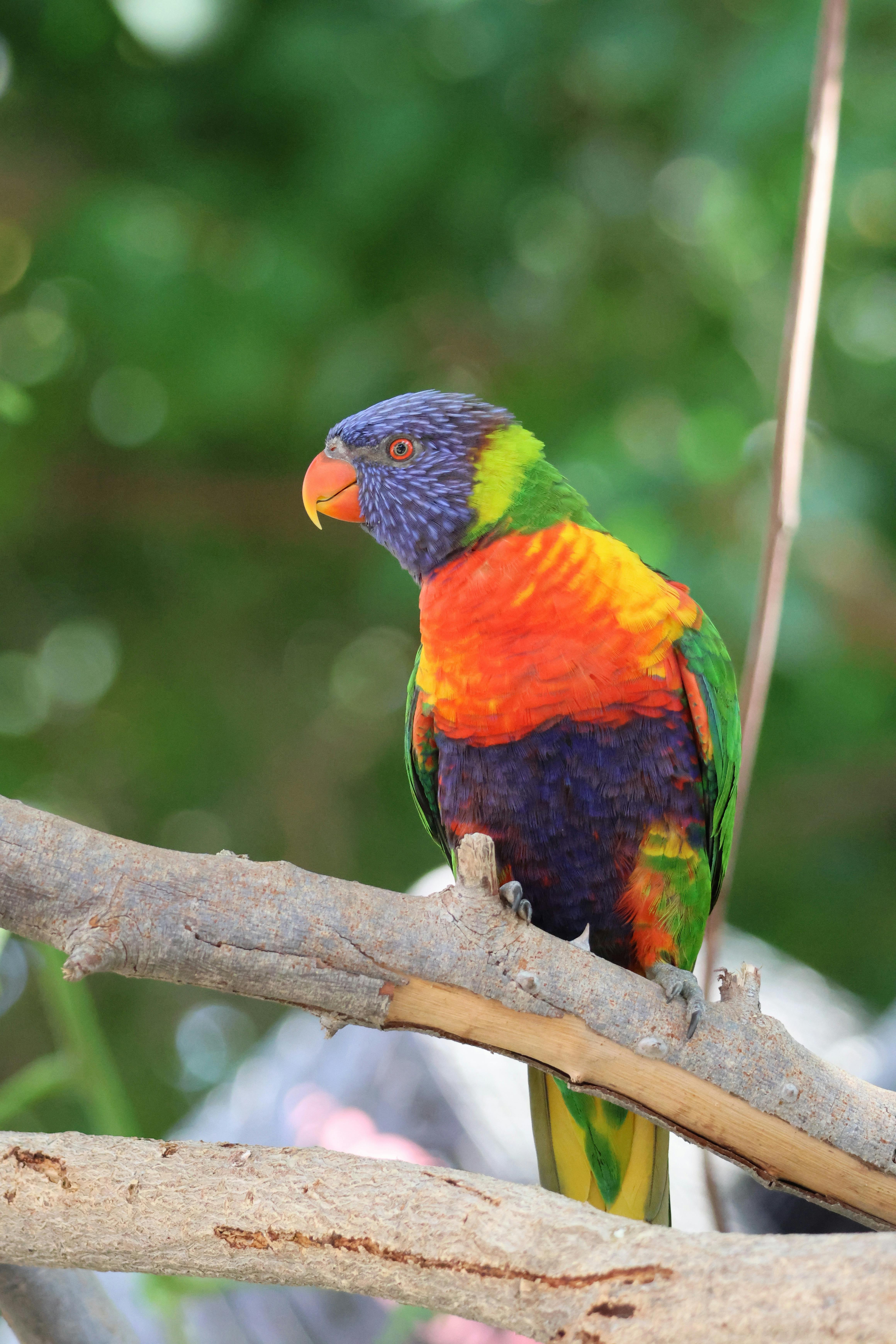 Image 373709 — Animal Encyclopedia