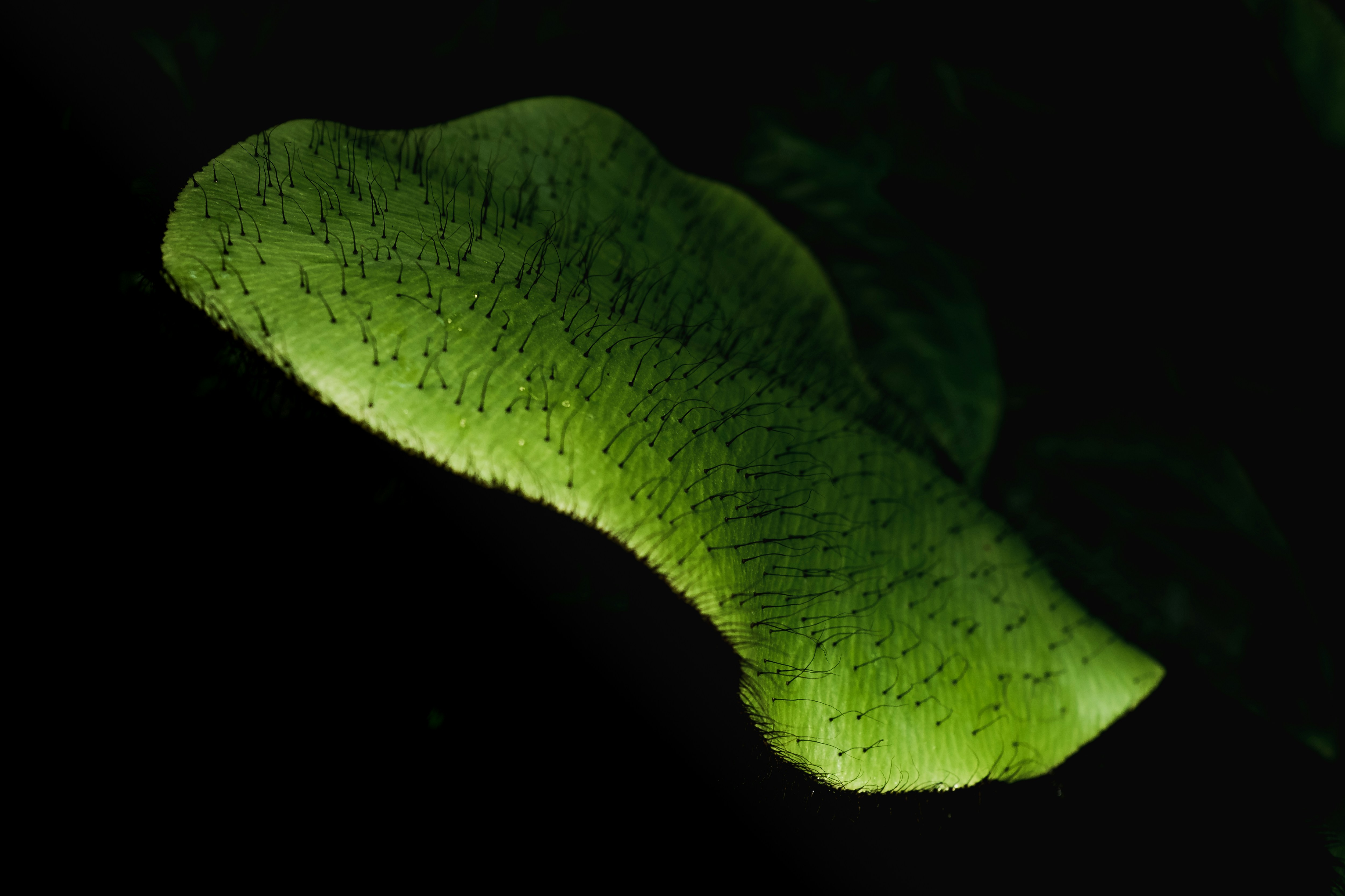 Backlit Hairy Green Leaf Close-up