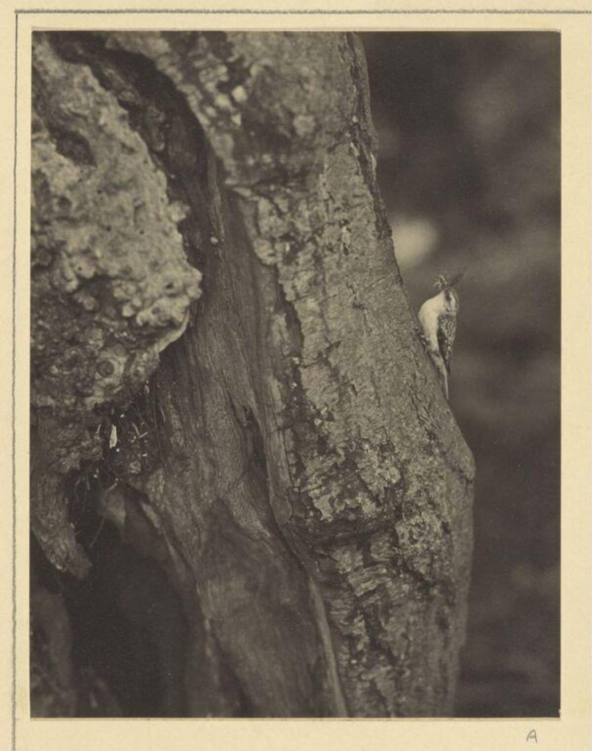 Tree Creeper on Tree Trunk