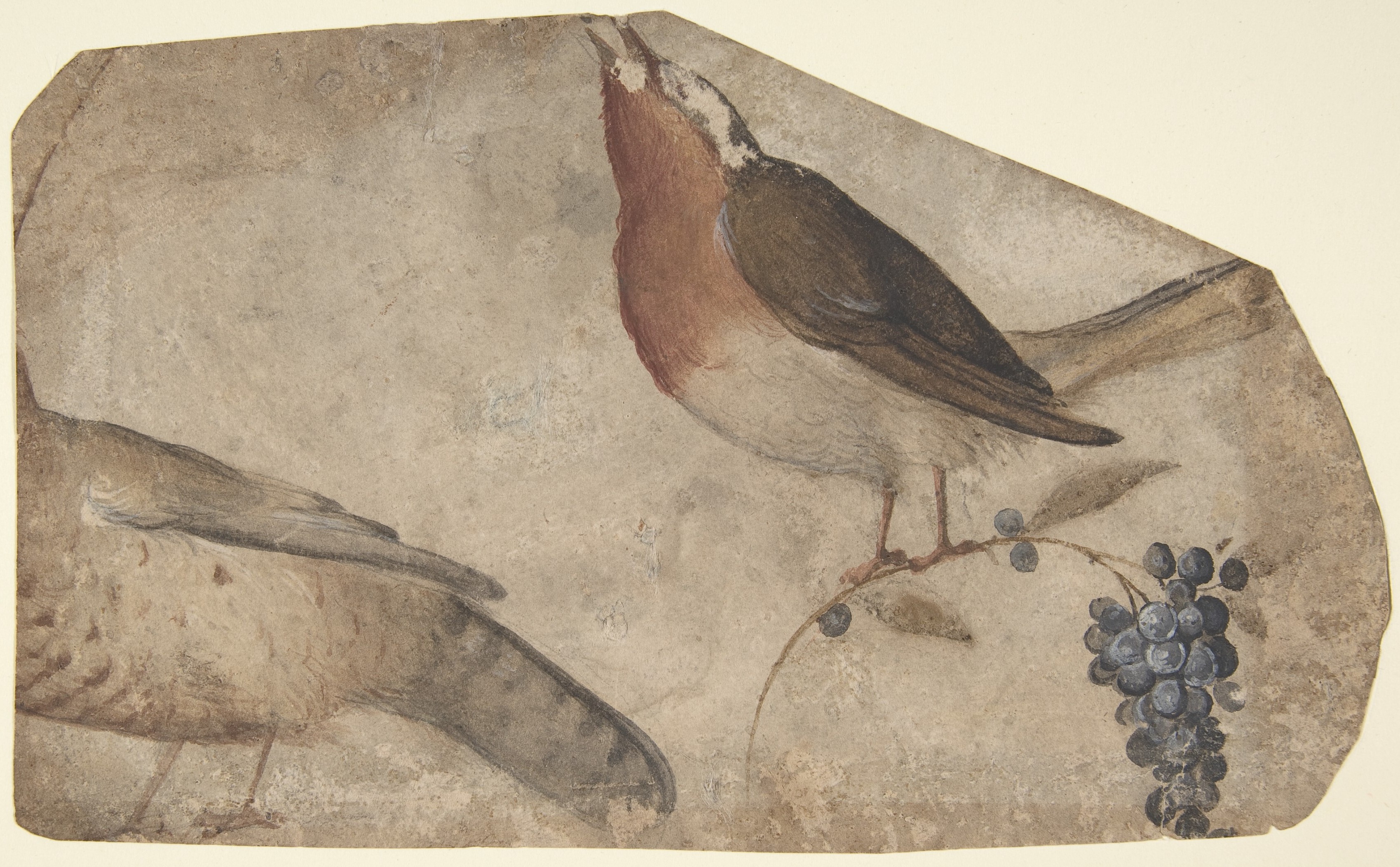 Study of a Robin and Black Grapes