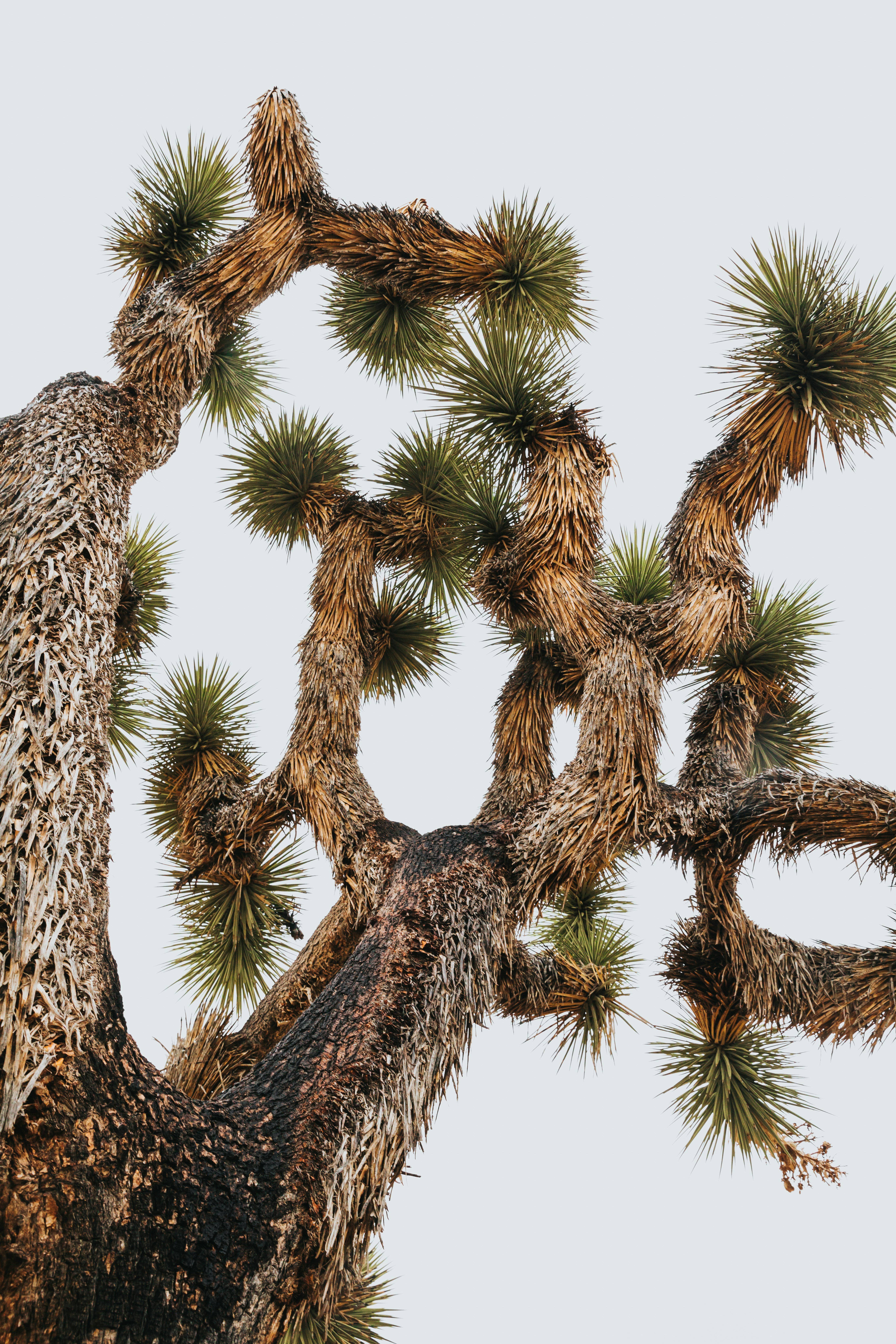 Low Angle View of Joshua Tree