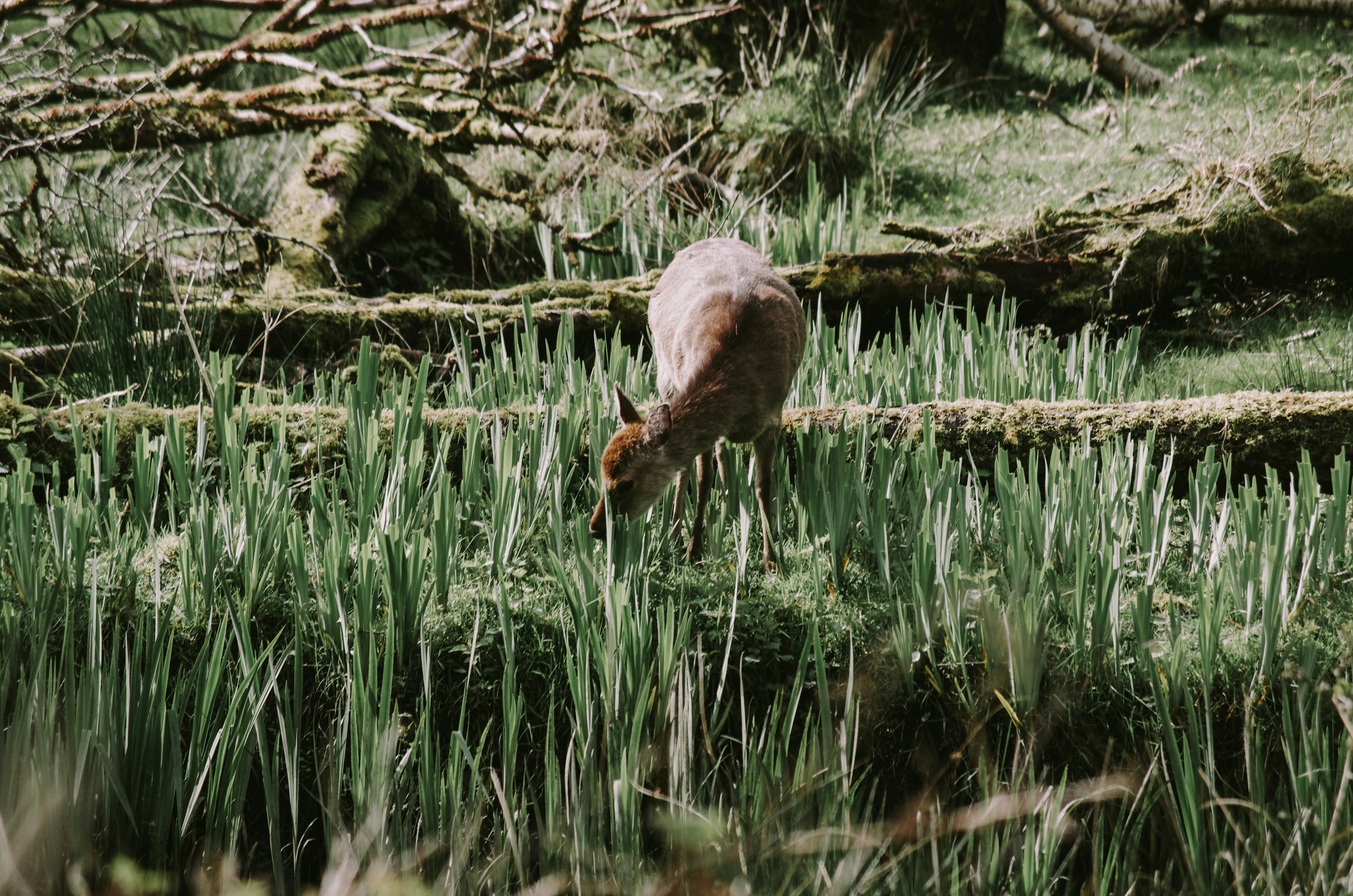 Deer Grazing Among Tall Forest Grass