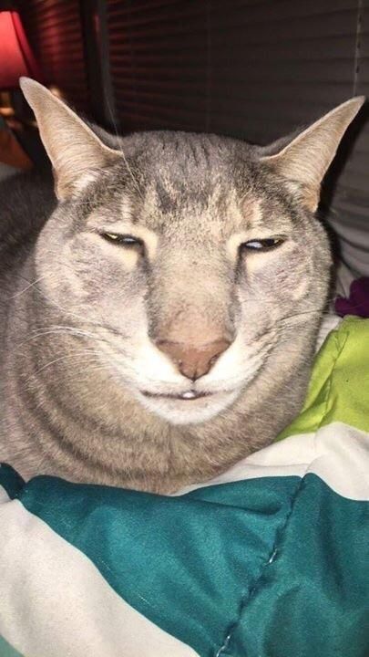 Uncanny Human-faced Gray Cat