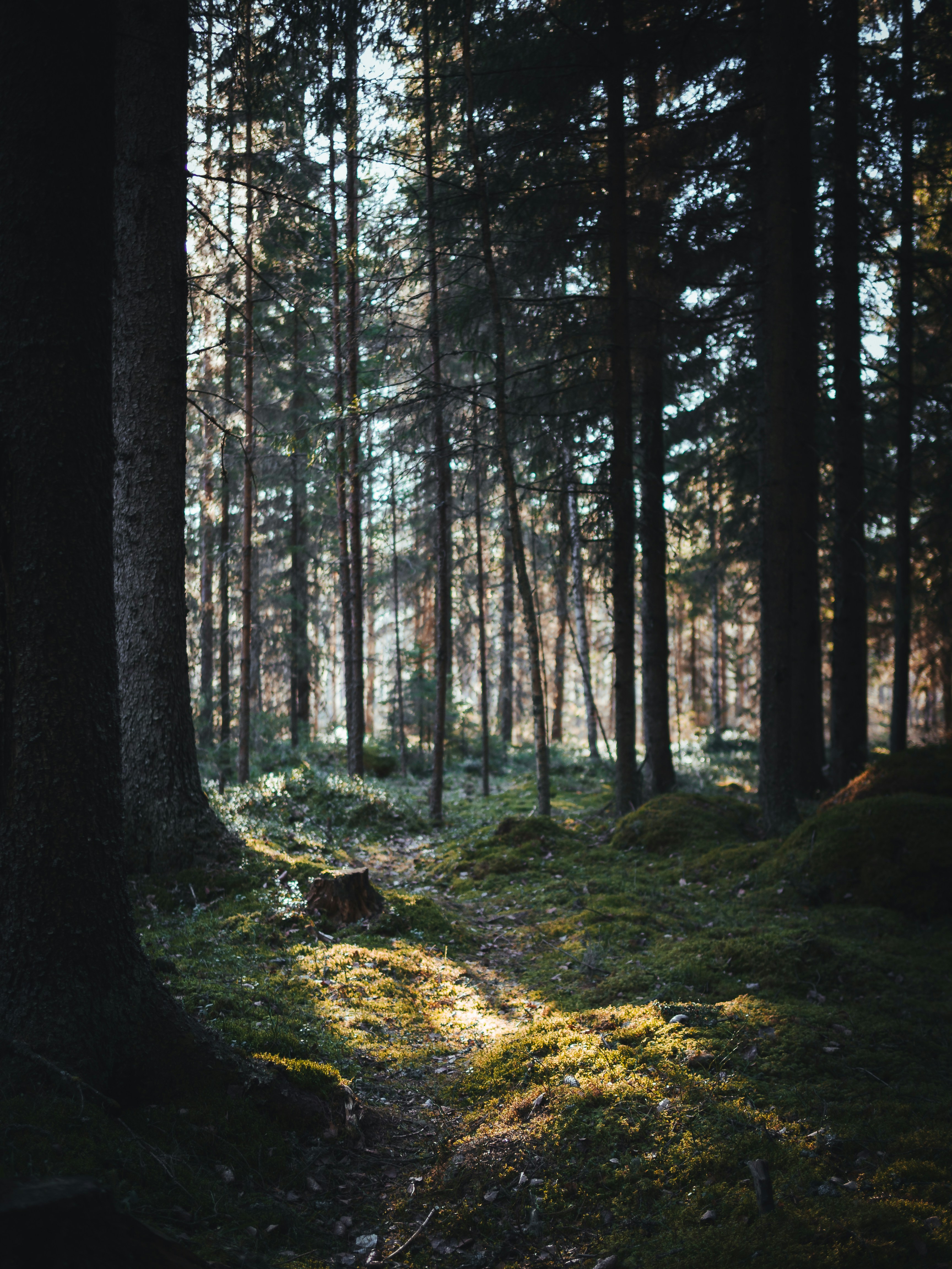 Sunlit Coniferous Forest Path