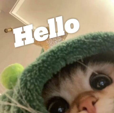 Cute Peeking Kitten Saying Hello