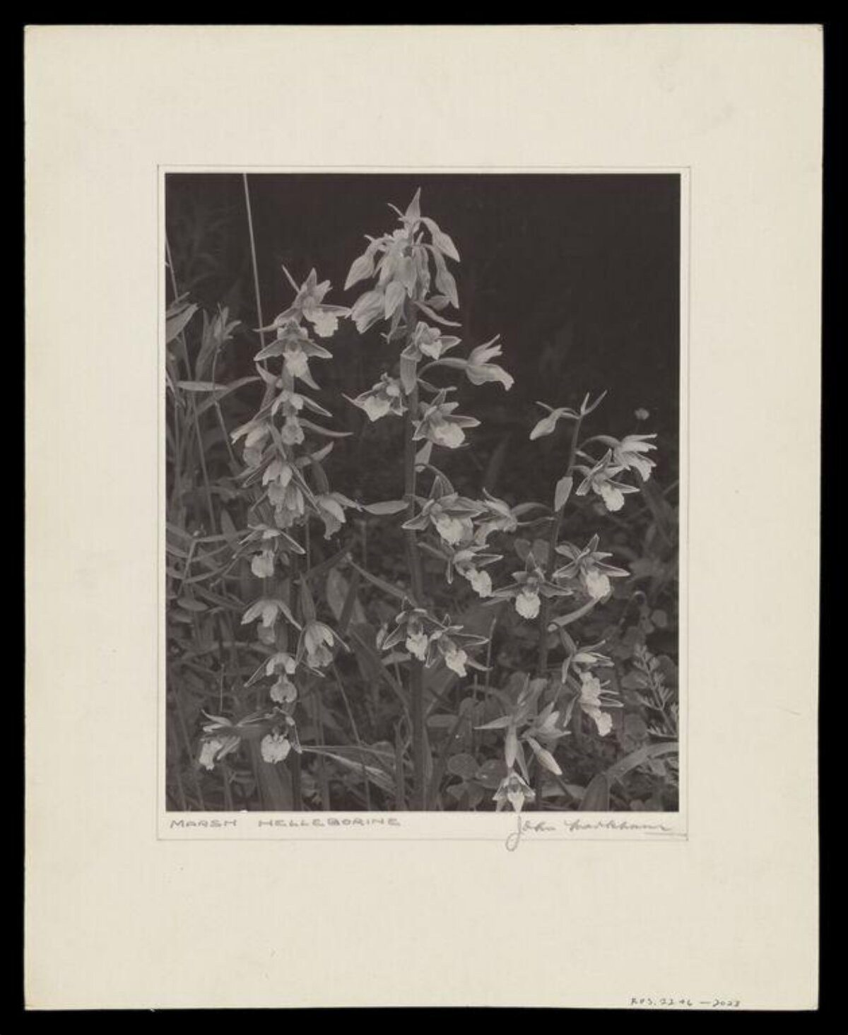 Vintage Marsh Helleborine Botanical Photo
