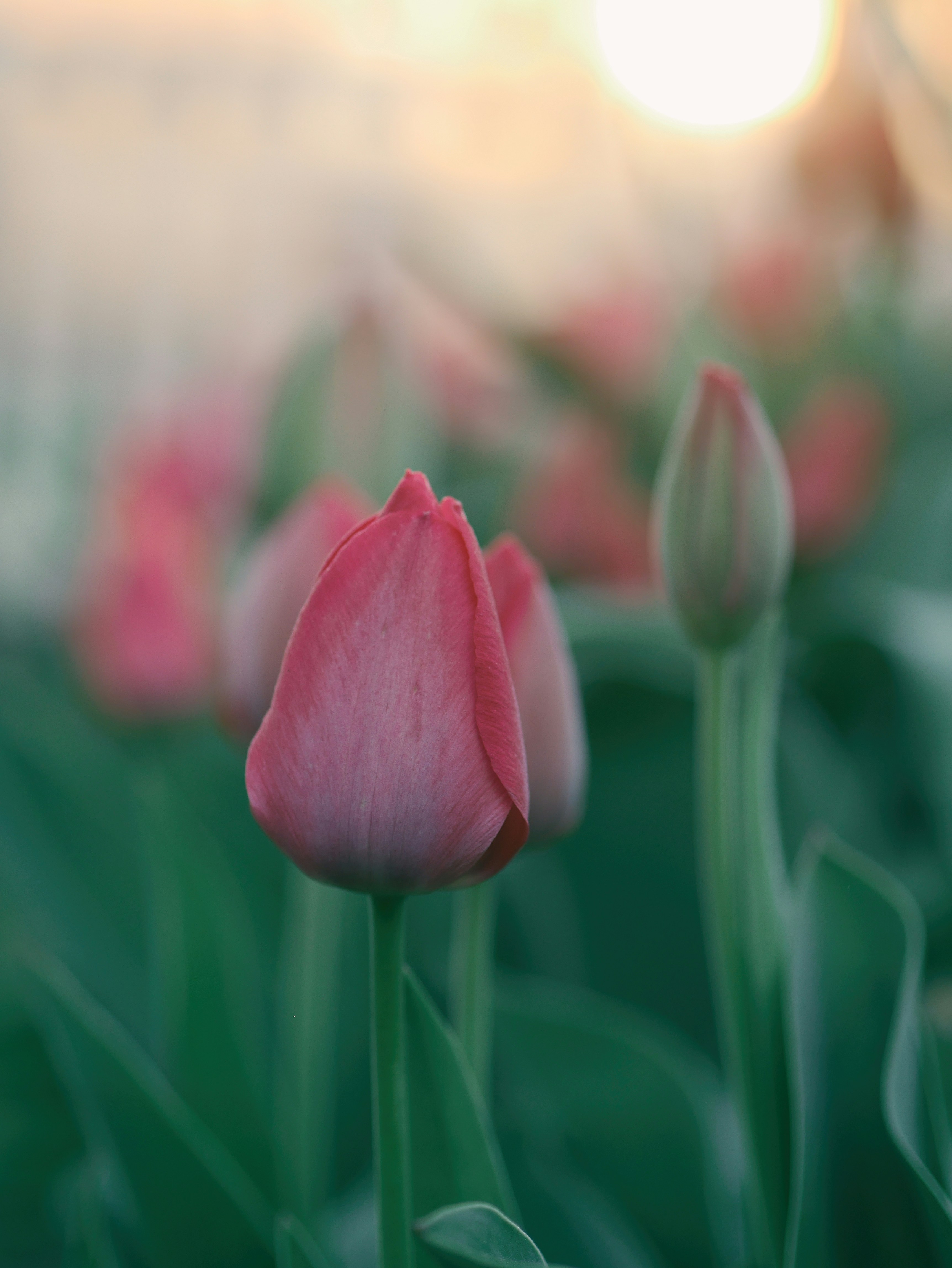 Pink Tulip Buds at Sunset