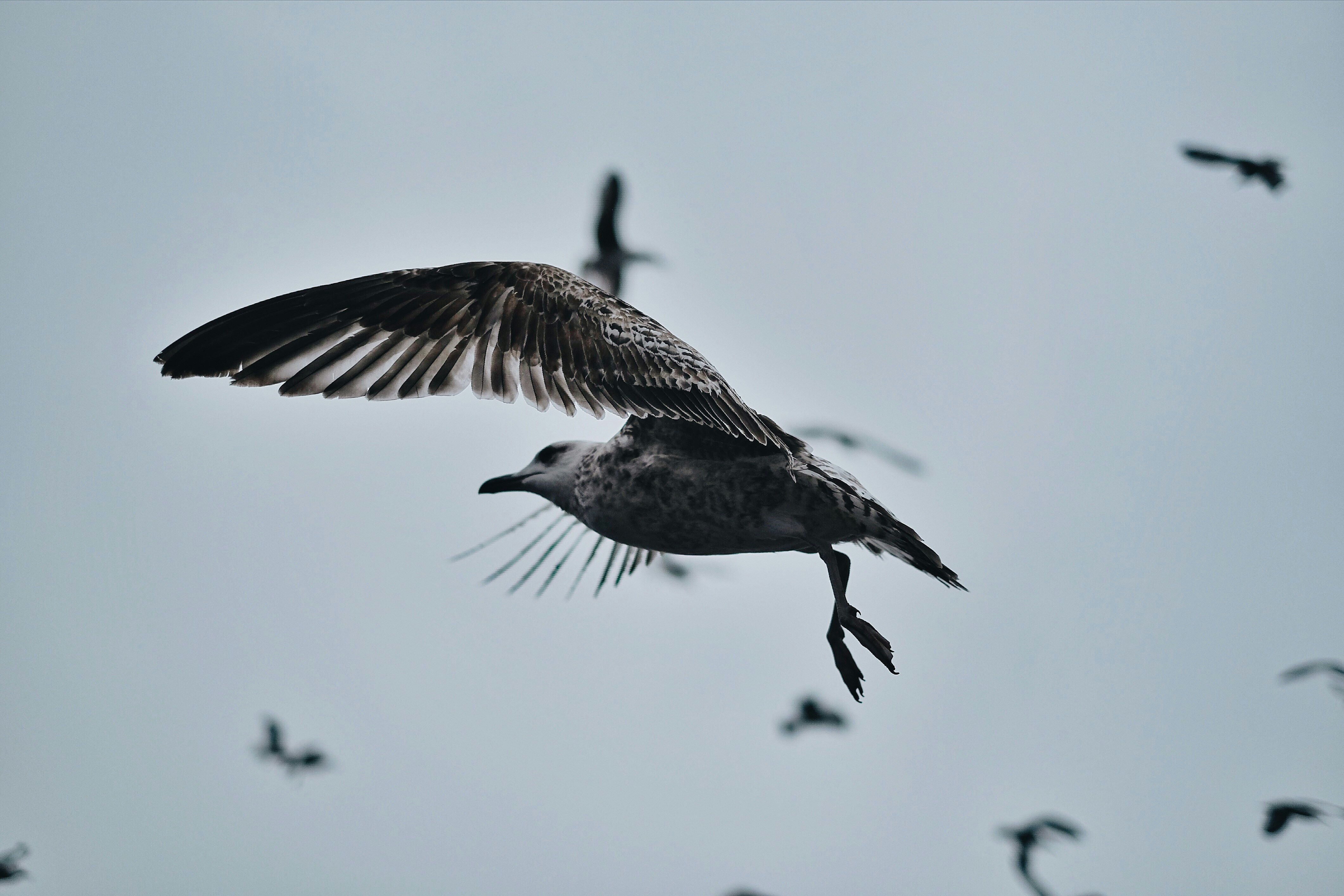 Seagull Flying In Grey Sky