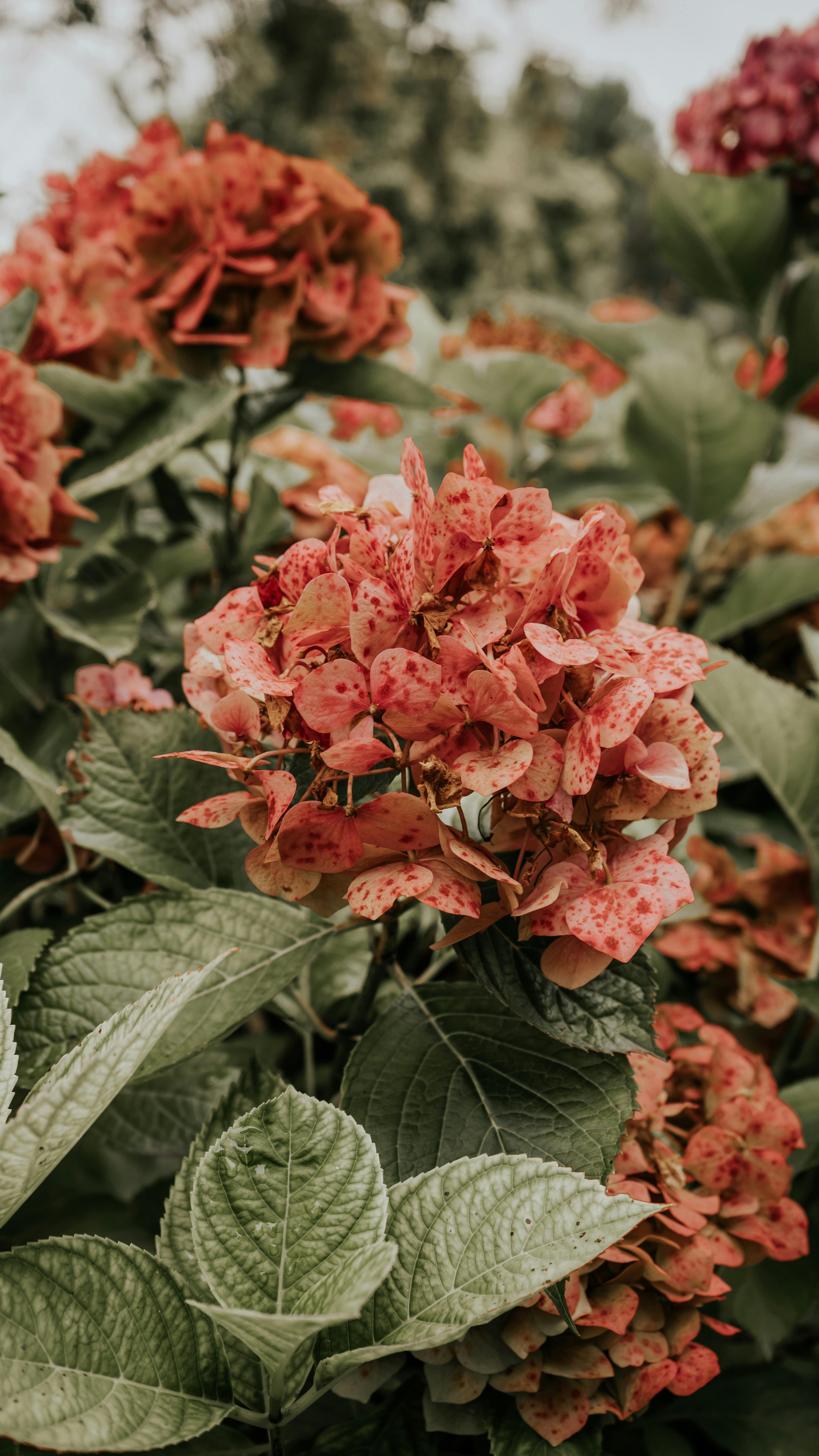 Speckled Red Hydrangea Flower Cluster