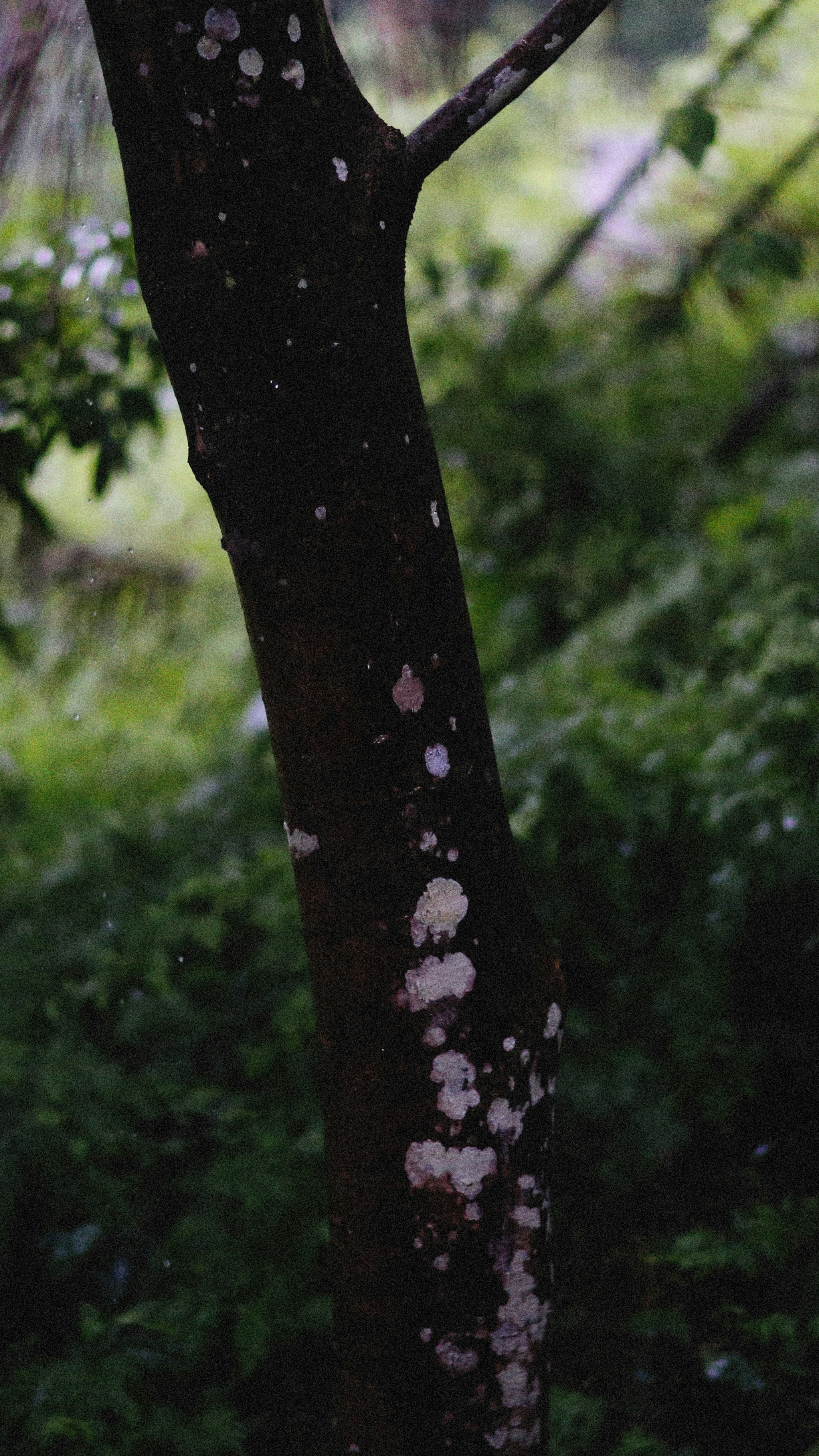 Tree Trunk with Lichen Spots