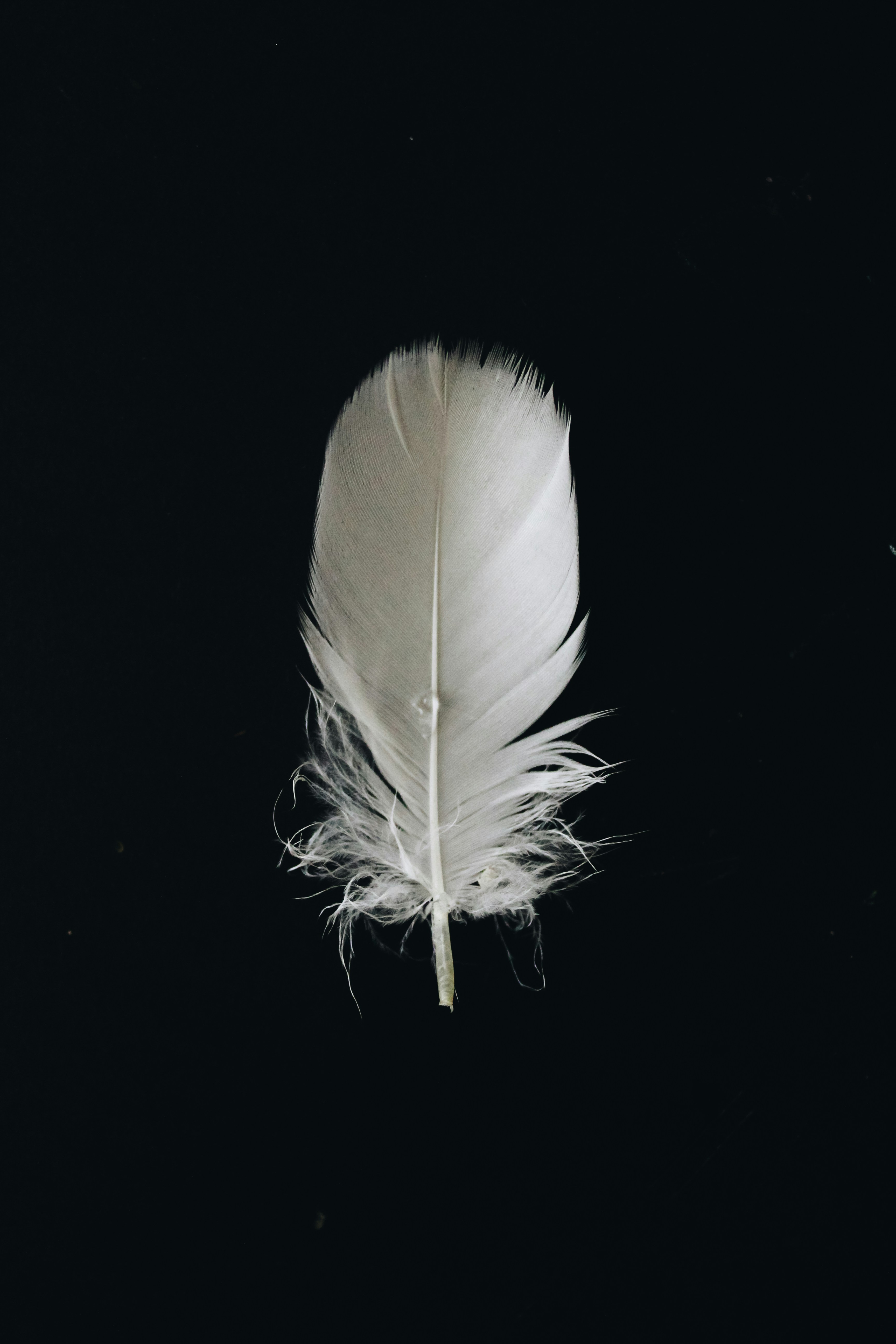 White Feather on Black Background