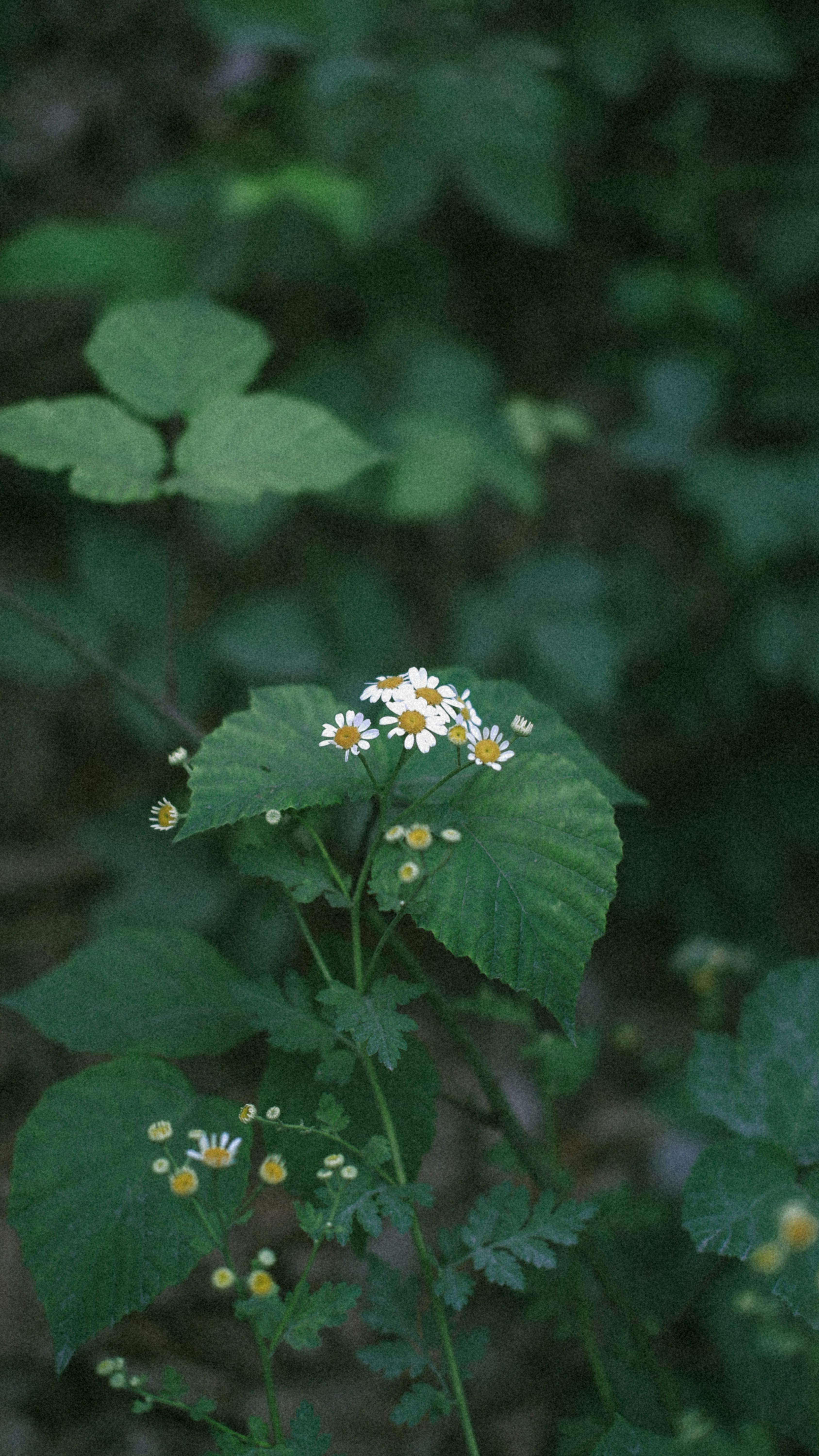 Small Wild Daisies Among Green Leaves